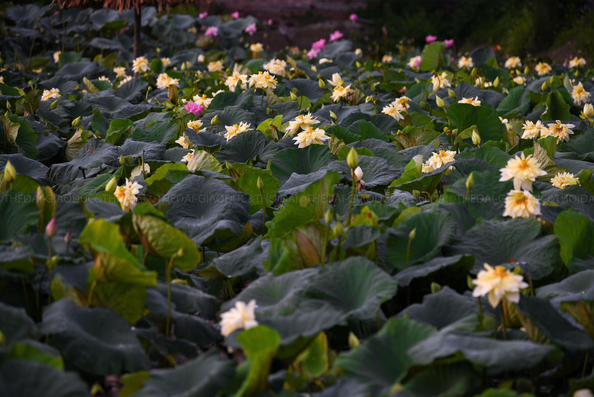 Lần đầu tiên tại Hà Nội, sen vàng được trồng trên đầm rộng ở Thanh Oai khiến nhiều người ngạc nhiên.