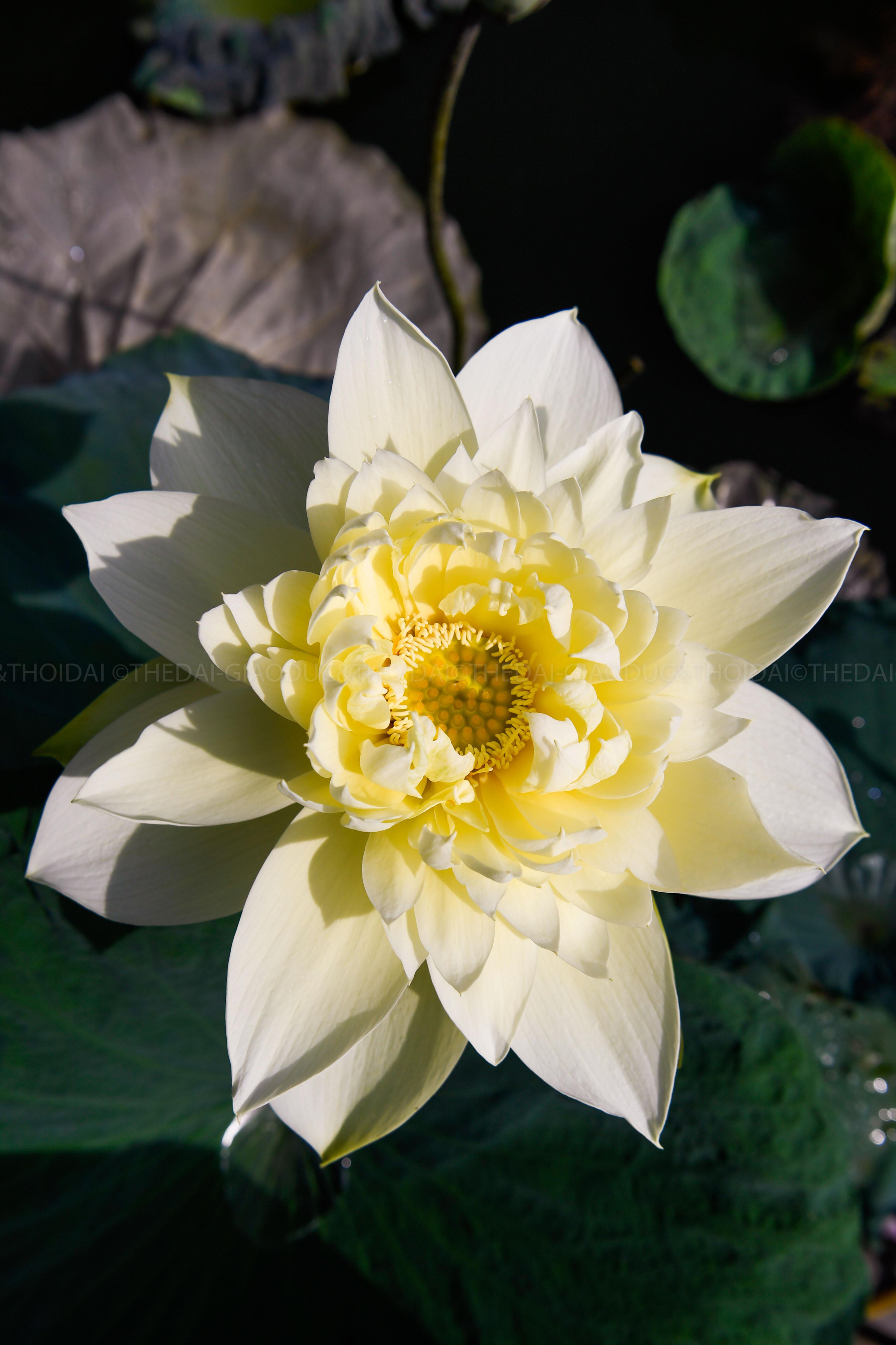 Hoa nở to hơn lòng bàn tay và xòe rộng dần ra khi sắp tàn.