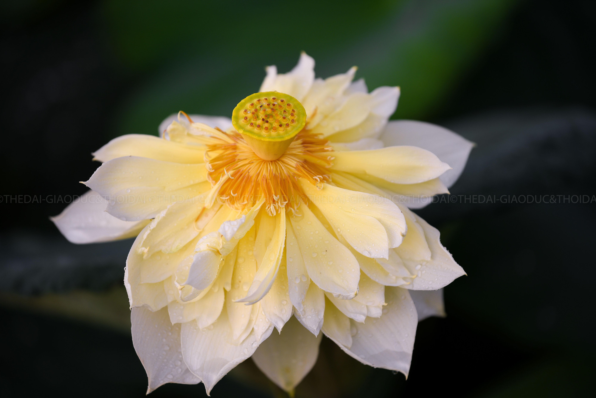 Là loài hoa tượng trưng cho sự thanh cao, kinh khiết, những đoá hoa sen hé nở vào đầu hạ luôn mang tới rất nhiều cảm xúc.