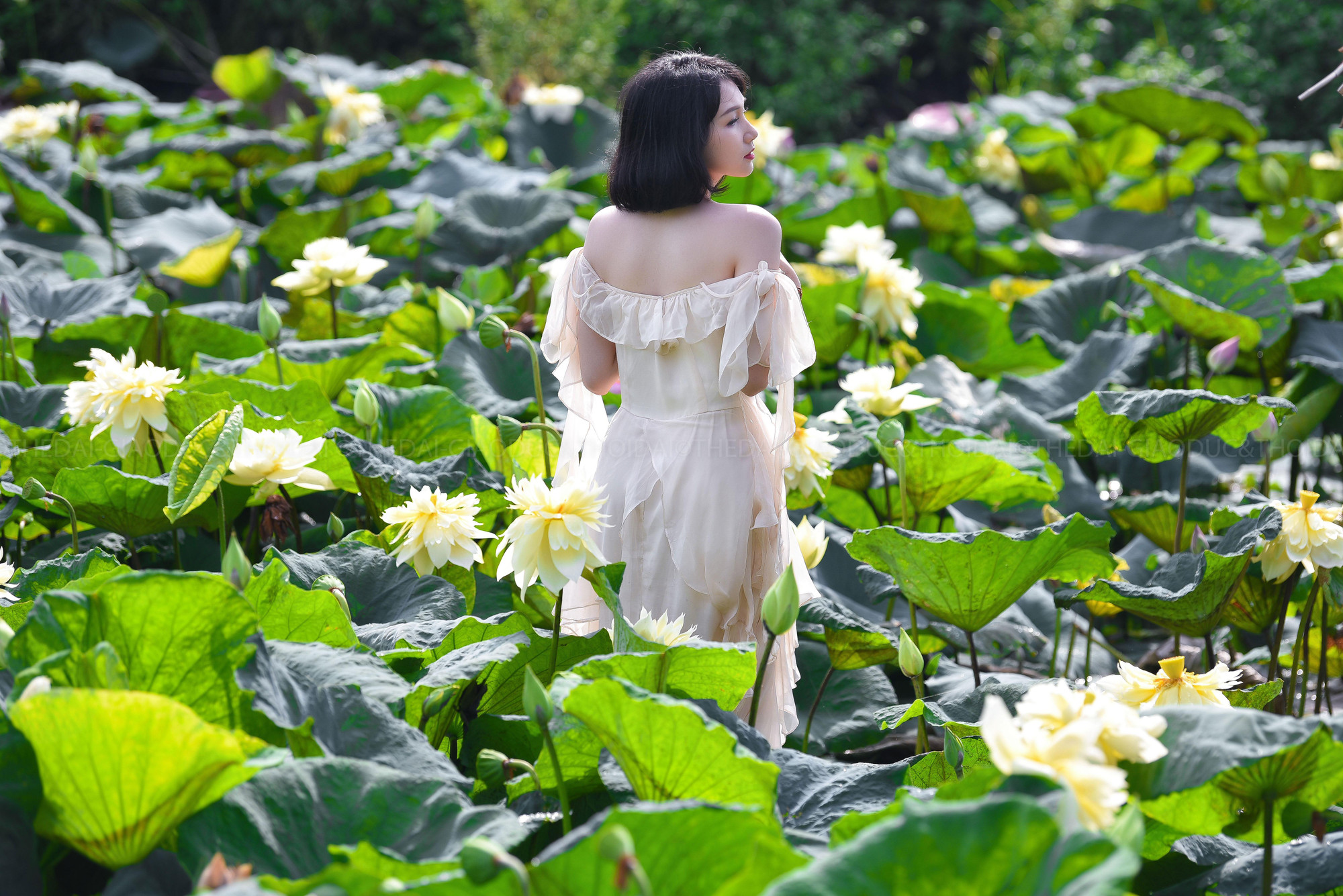 Anh Đình Lập chia sẻ, sen vàng là giống sen nhập ngoại nên trồng cũng kì công hơn các loại sen trong nước.