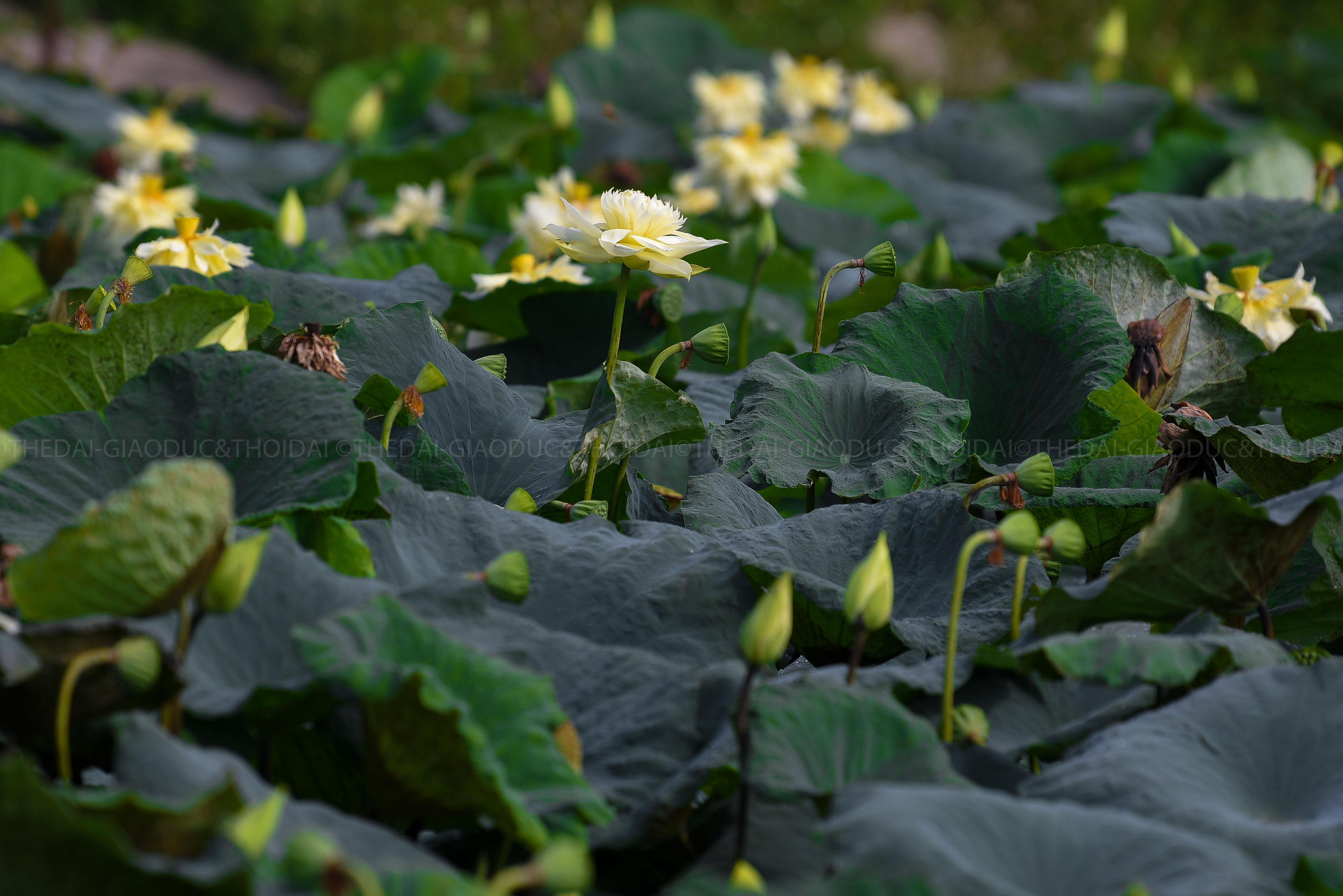Nơi đây hứa hẹn là điểm đến của nhiều người yêu hoa trong những mùa sen sau.