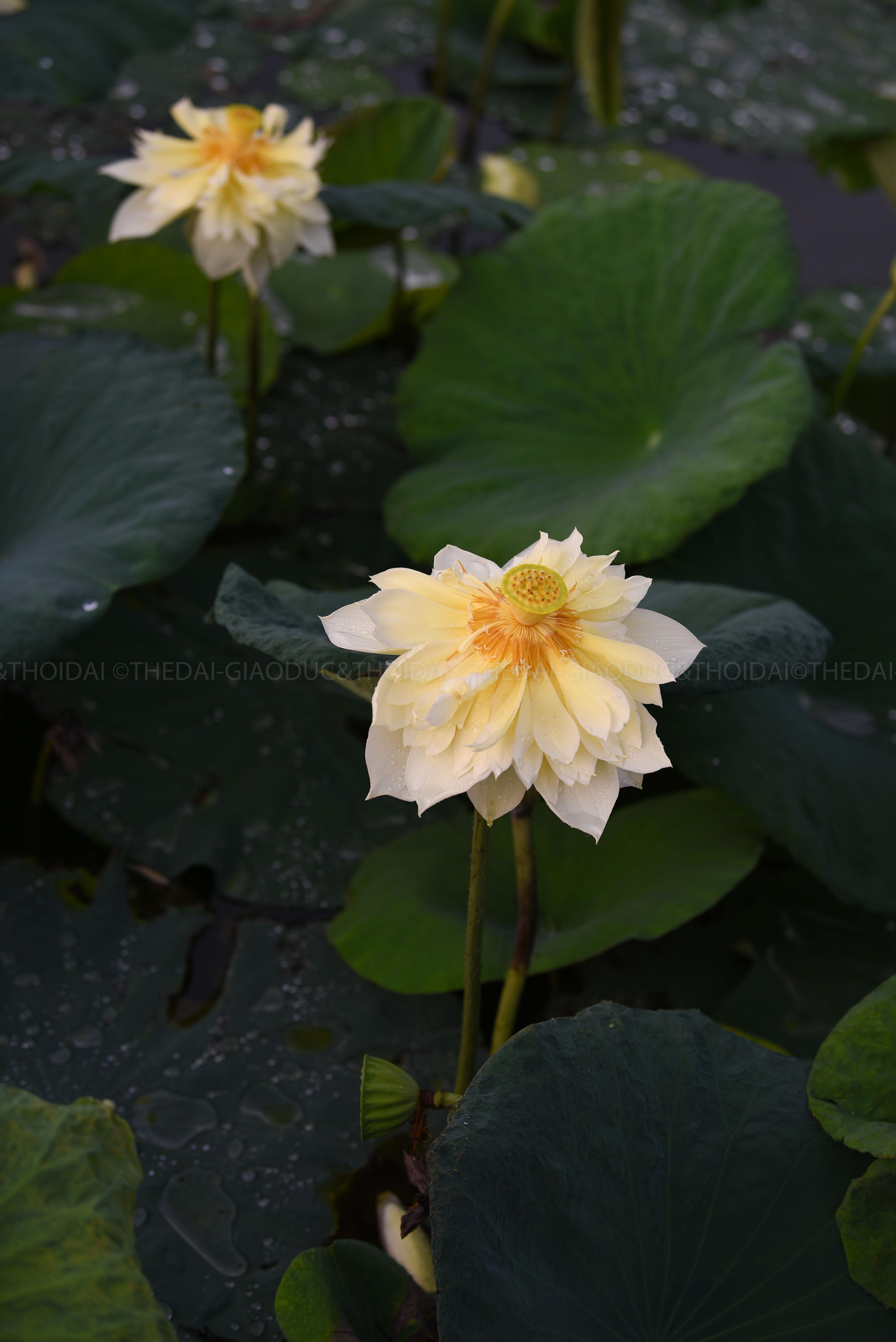 Sen vàng là giống sen kép có nhiều cánh đan xen thành các lớp.