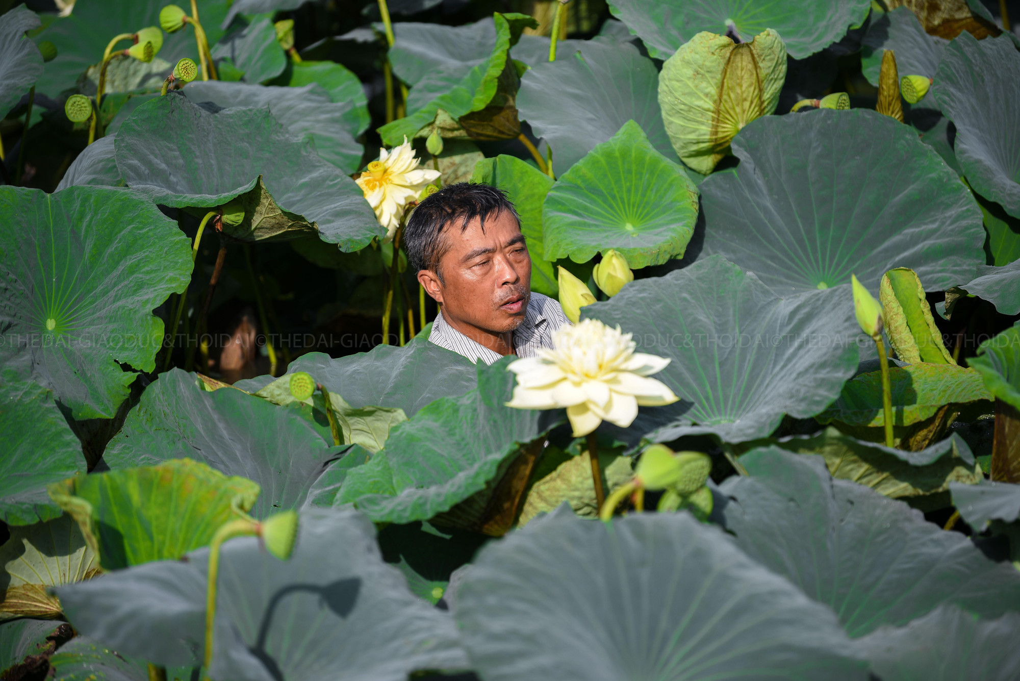 Bông hoa khi nở có sự chuyển màu với sắc trắng ở đuôi cánh và chuyển dần thành vàng đậm dần ở đầu cánh và nhụy.