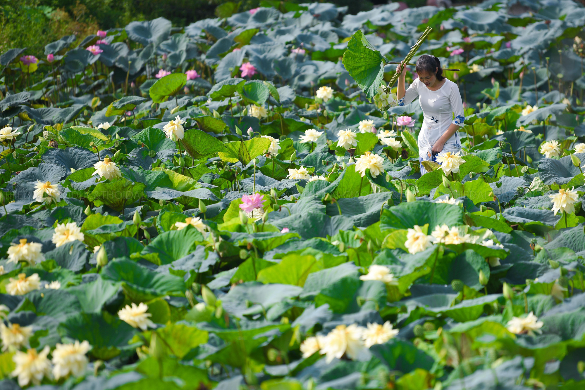 Cành của loại sen này mềm hơn, cánh hoa cũng mỏng và yếu hơn nên khi thời tiết mưa gió, bông hoa dễ bị gãy gập và rũ xuống.