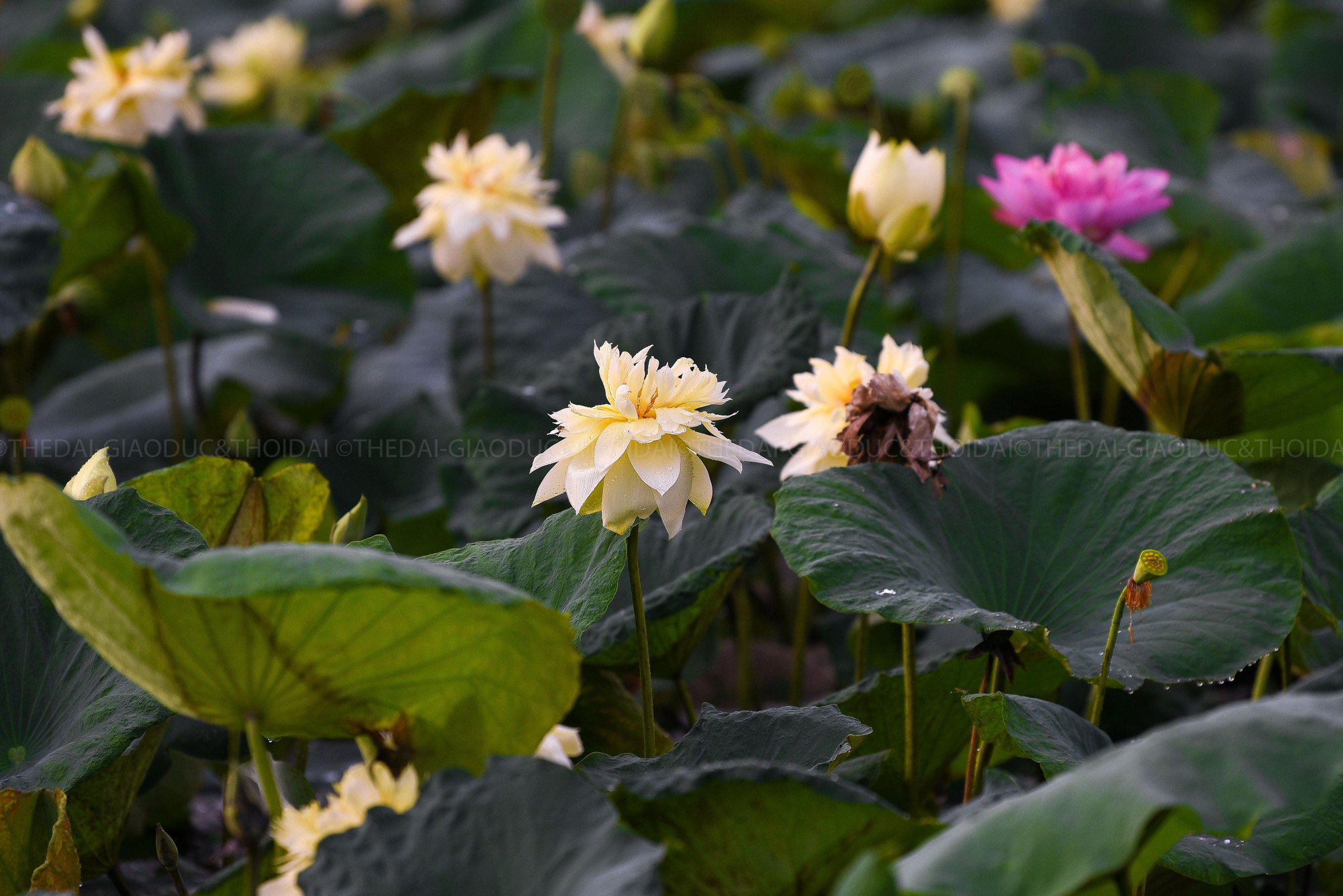 Hoa sen vàng khi tàn sẽ không rụng cánh hoa, cánh hoa đổi sang màu nâu và khô héo dần.