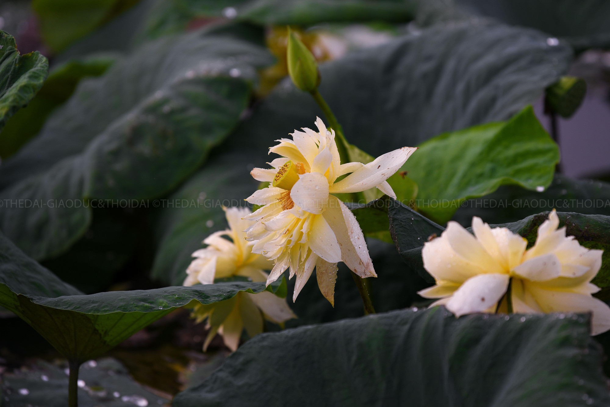 Những bông hoa sen có màu vàng nhạt, cánh kép dày.