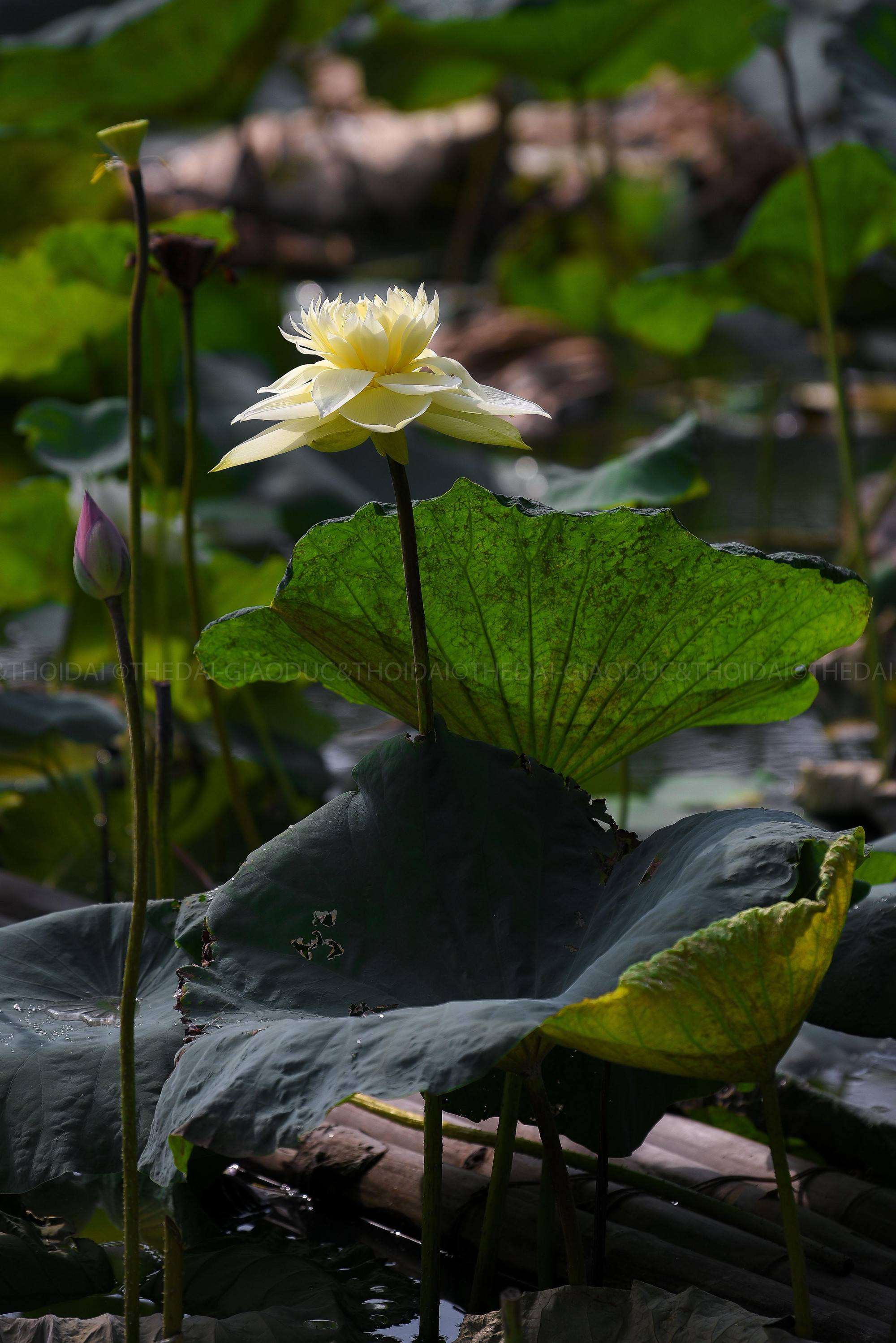 Những ngày cuối tuần hay khi thời tiết đẹp, đầm sen vàng thu hút rất đông khách tới check-in chụp ảnh.
