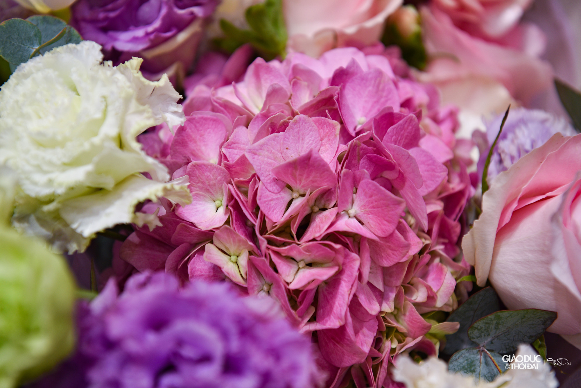 Thay vì những loại hoa quen thuộc thì giờ đây các chàng trai, quý ông có xu hướng ưa chuộng hoa nhập khẩu từ châu Âu, châu Phi...