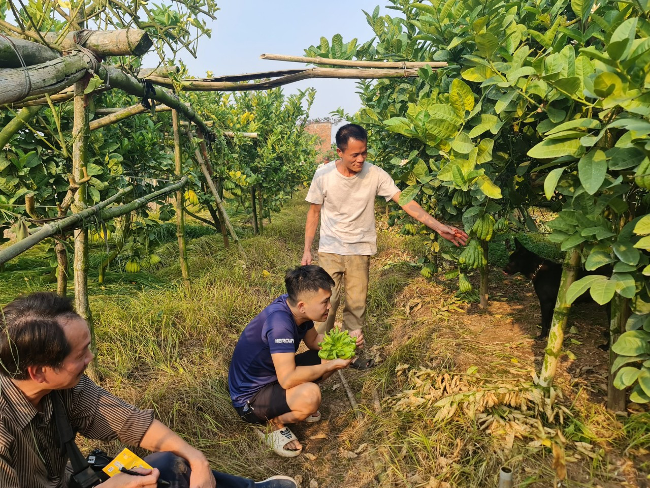 Để có quả đẹp phục vụ cho nhu cầu người dân vào dịp Tết, người trồng phải “ép” cây đúng thời điểm, kỹ thuật thì quả mới sai, đẹp. Nhiều quả được chăm sóc đặc biệt kỹ lưỡng, bởi với các chủ vườn, chúng không chỉ có giá trị lớn về kinh tế mà còn được đánh giá cao về hình thức, thẩm mỹ. Phật thủ Đắc Sở đã giúp nhiều hộ nông dân đổi đời, nhiều hộ đã có doanh thu vài chục triệu đến hàng trăm triệu, có hộ lên đến bạc tỷ mỗi năm.