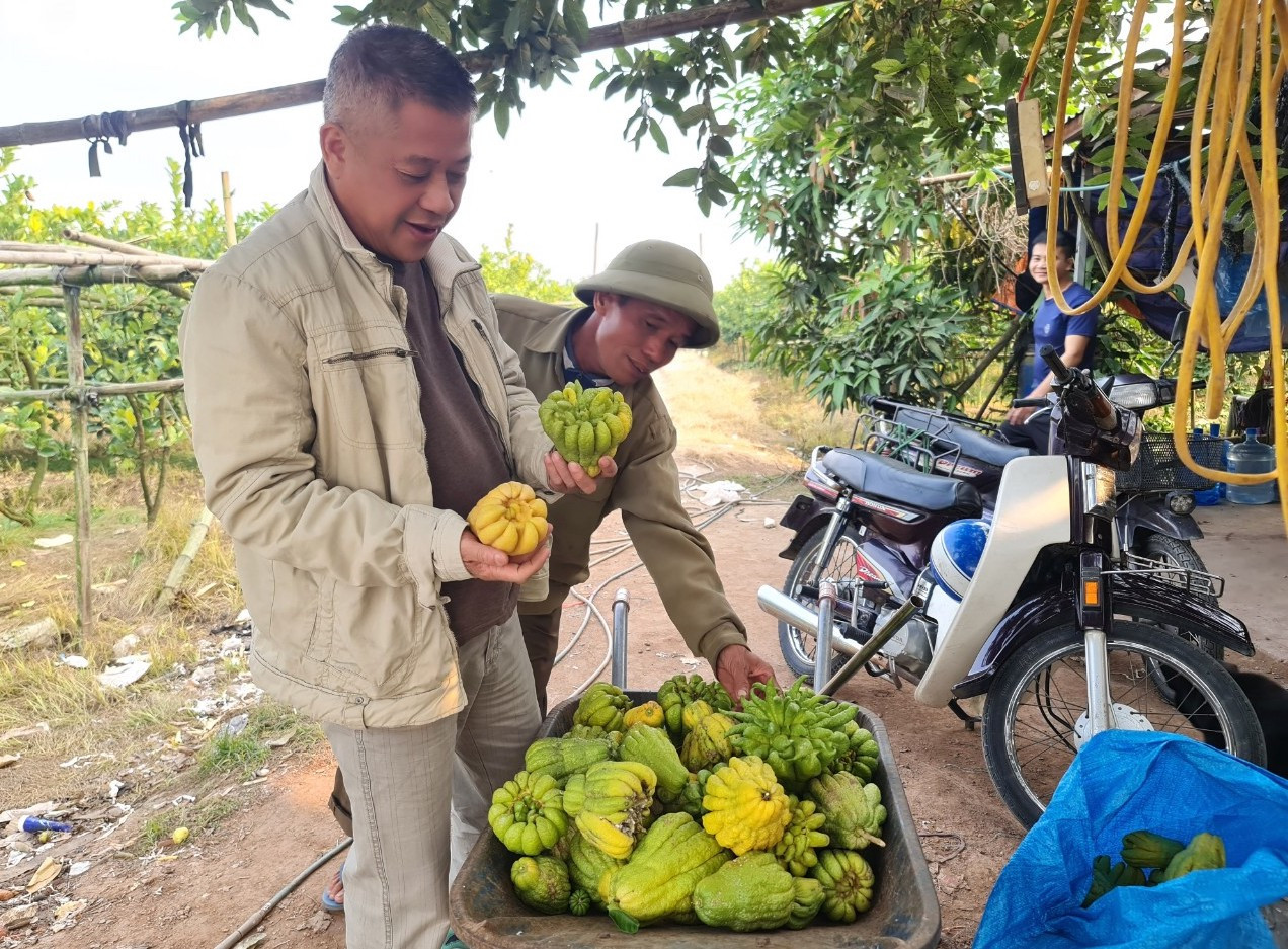 Phật thủ có giá dao động từ 40 - 50 nghìn đồng đến vài trăm nghìn đồng, những quả đẹp, độc, lạ giá lên đến hàng triệu đồng một quả vẫn được các thương lái và khách hàng săn đón, đặt mua từ sớm.