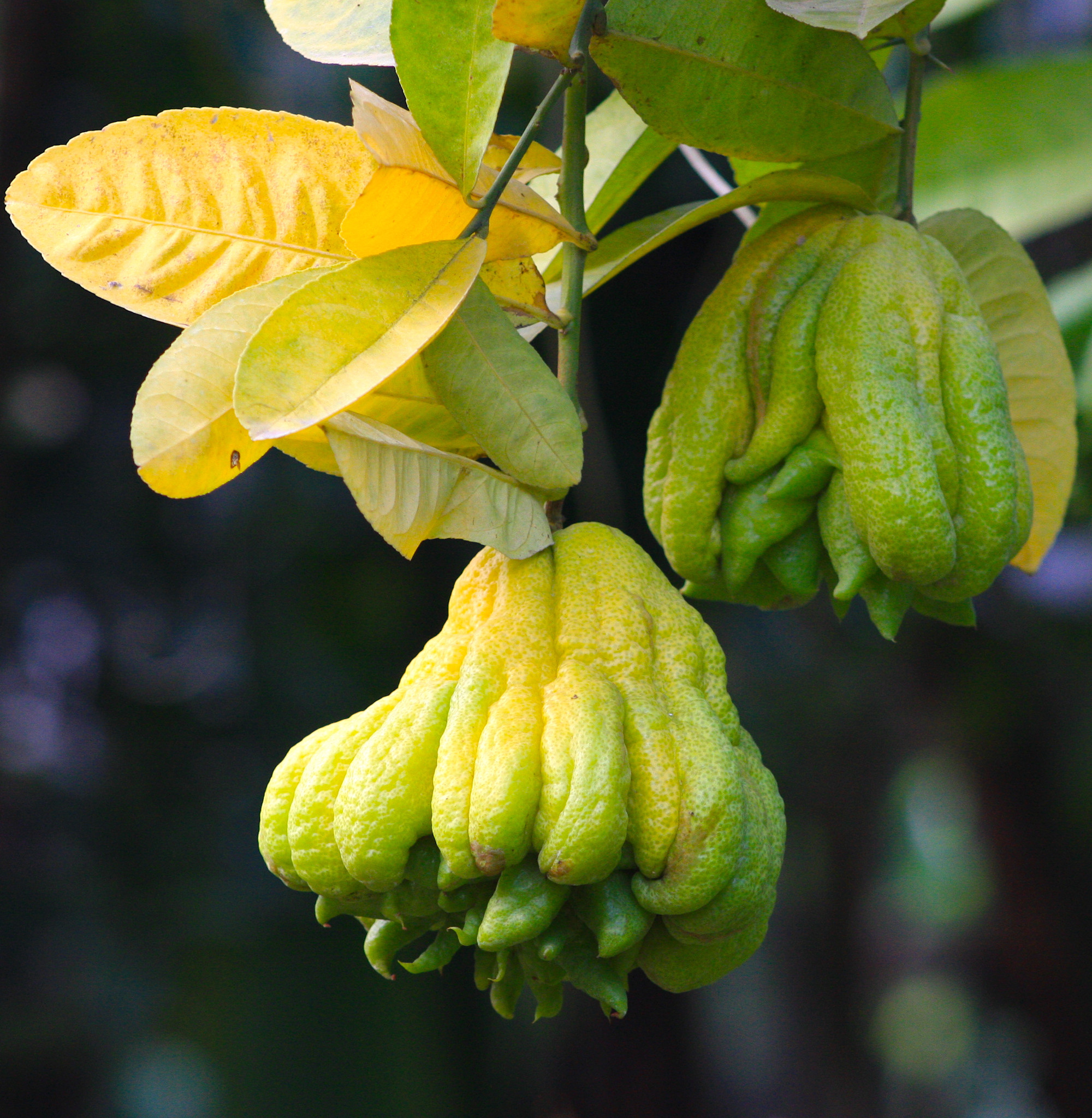 Những năm qua, Đắc Sở nổi tiếng và là nơi cung cấp trái phật thủ số lượng lớn cho thị trường nội địa và xuất khẩu. Nổi tiếng là loại cây khó chiều, để cây ra quả quanh năm các chủ vườn phải một nắng hai sương, dành hầu hết thời gian để chăm bẵm, ươm trái.