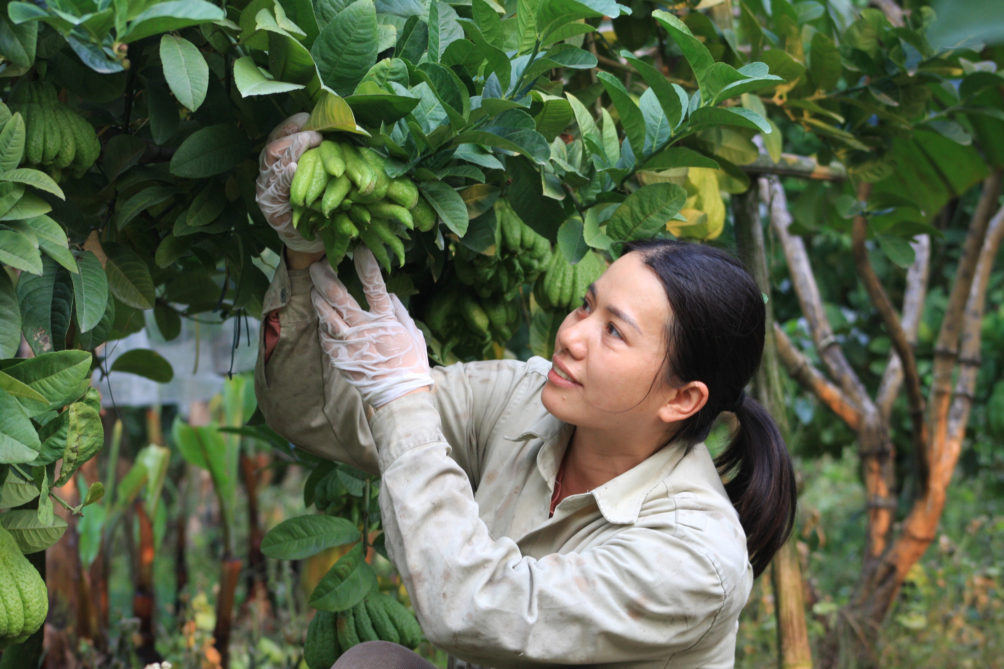 Phật thủ được xem là loại quả mang lại phước lành và tài lộc. Không chỉ xuất hiện trên mâm ngũ quả ngày Tết, hiện nay quả phật thủ còn được ép thành tinh dầu. “Phật thủ được các chủ lò sấy trong làng thu mua quanh năm để chế biến thuốc, tinh dầu, dầu gội đầu, nước hoa hương phật thủ” - chị Tuyết cho biết.