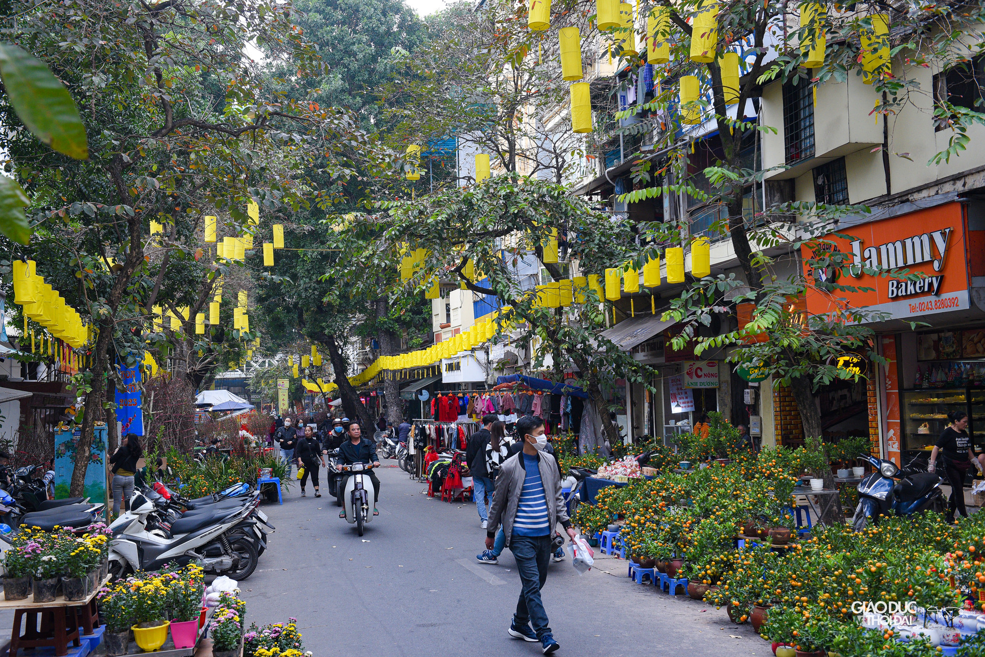 Tại phố Hàng Lược, những cửa hàng bán đào, quất lại tạo nên một khung cảnh rất khác so với con phố rực sắc màu Hàng Mã.