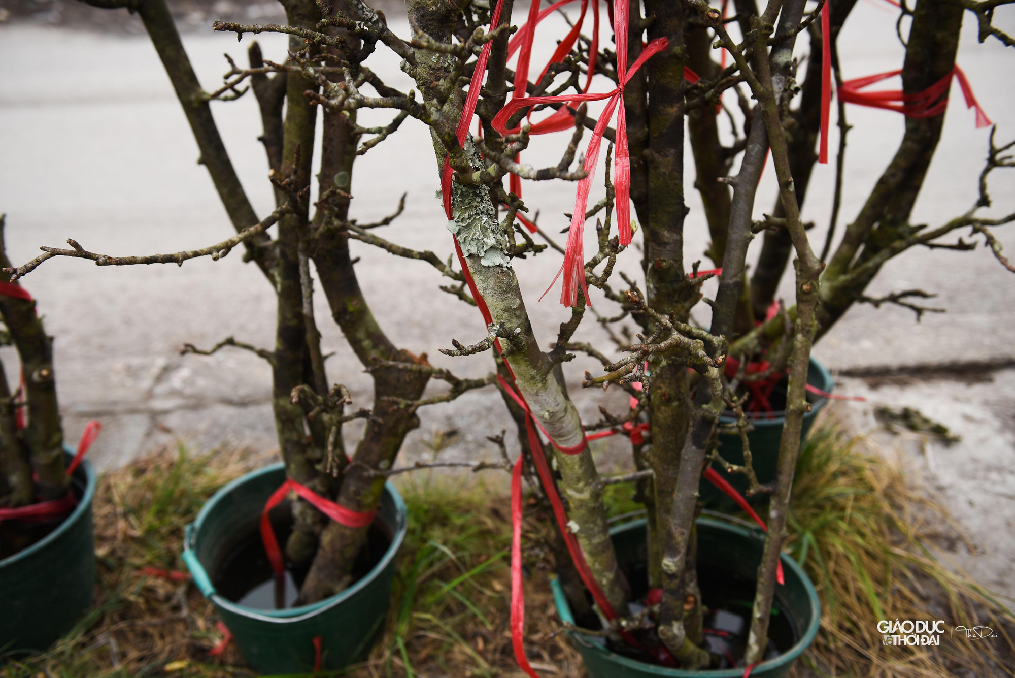 Mặc dù một số khách đã tới mua hoa về chơi sớm, tuy nhiên so với mọi năm, lượng tiêu thụ đang có phần chậm hơn.