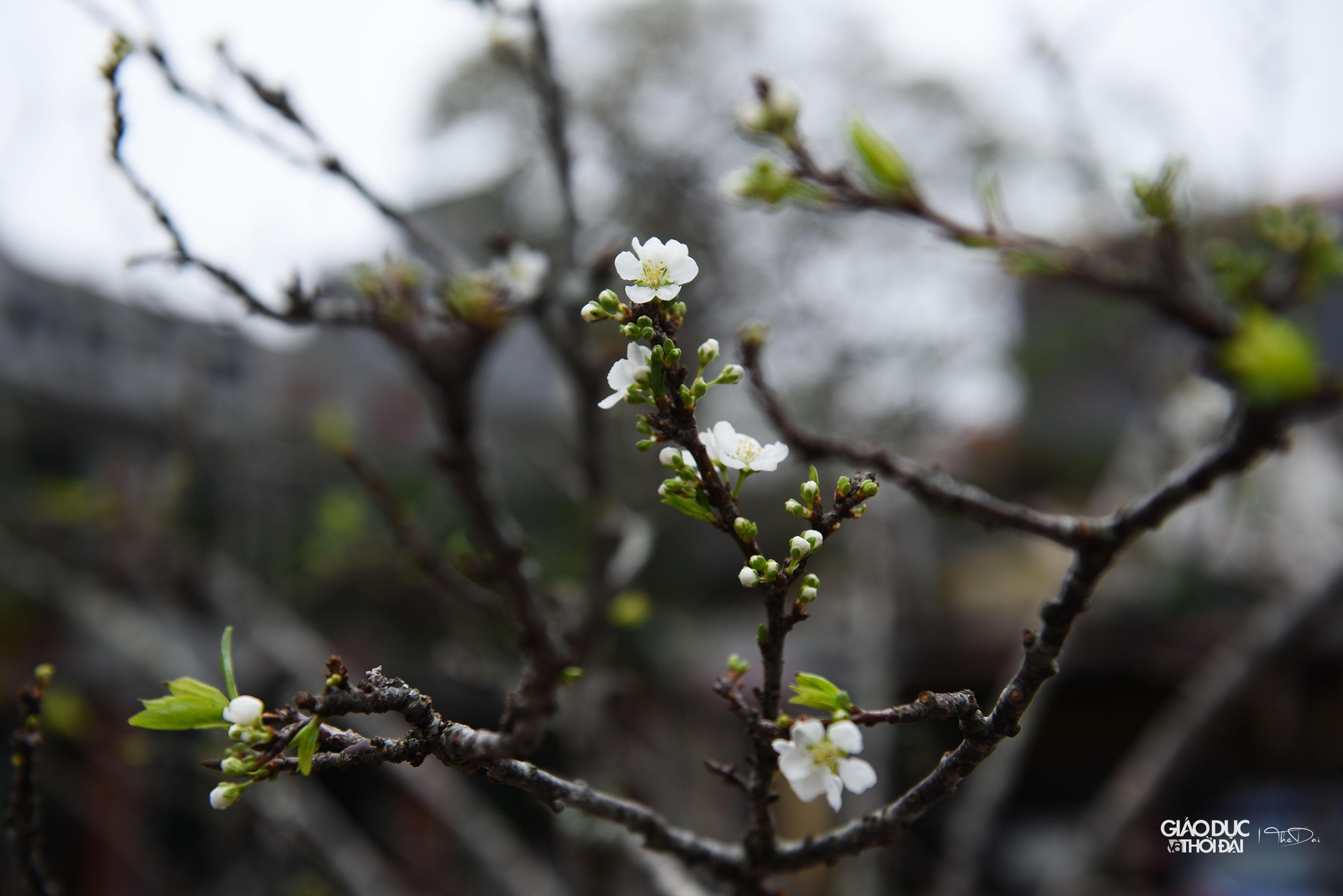 Thời tiết tại Hà Nội những ngày trước nắng nóng, nhiều cành hoa đã bung nở.