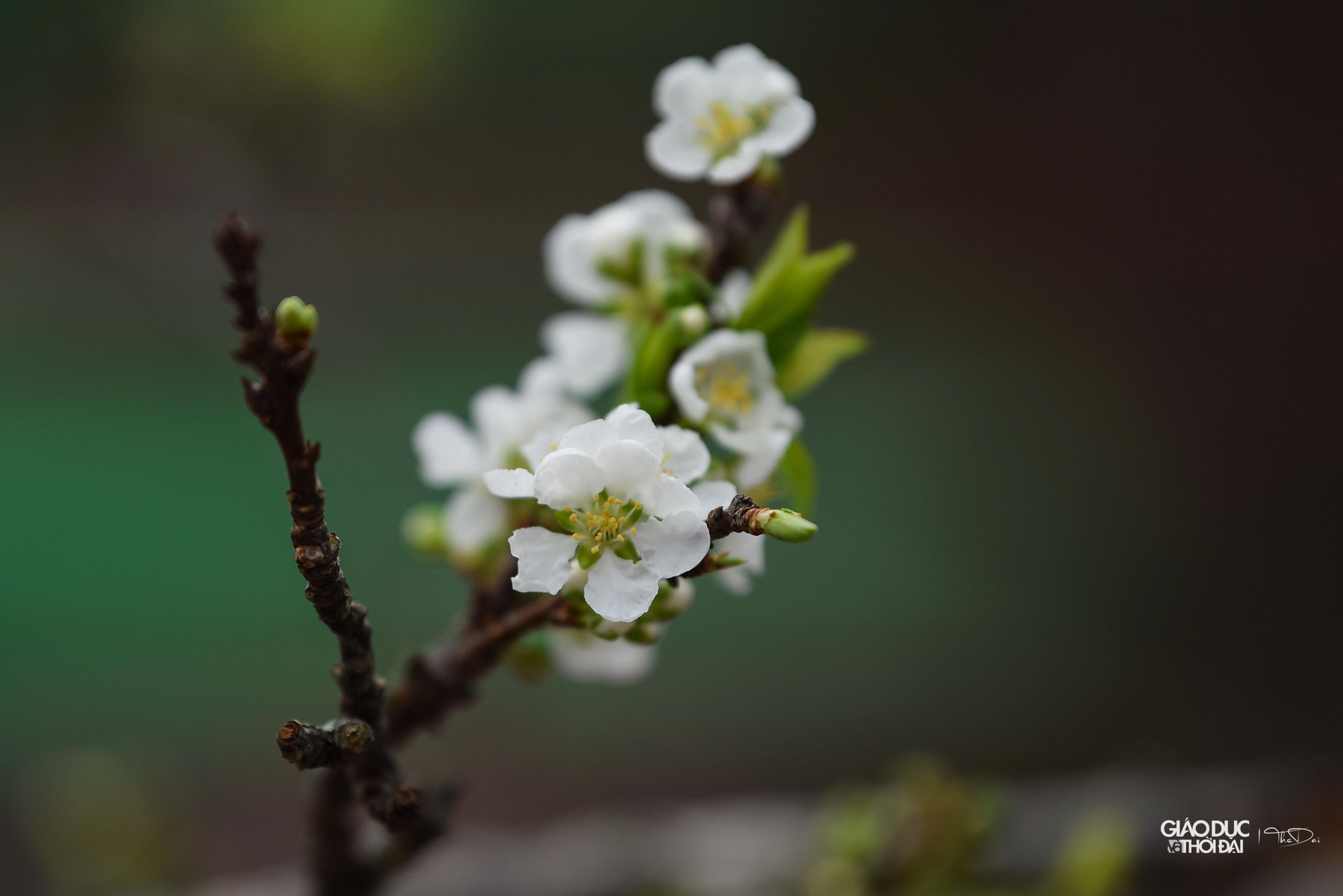 Thời tiết tại Hà Nội những ngày trước nắng nóng, nhiều cành hoa đã bung nở.