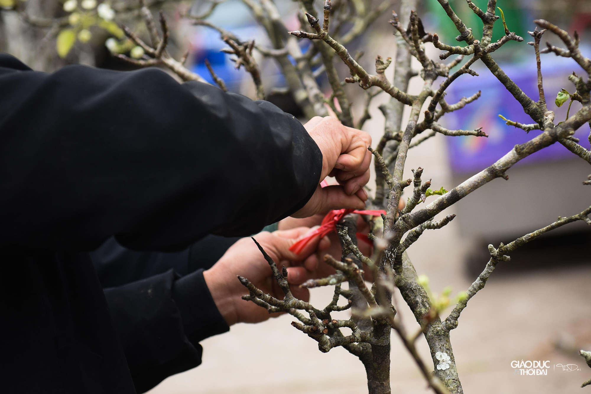 Mặc dù một số khách đã tới mua hoa về chơi sớm, tuy nhiên so với mọi năm, lượng tiêu thụ đang có phần chậm hơn.