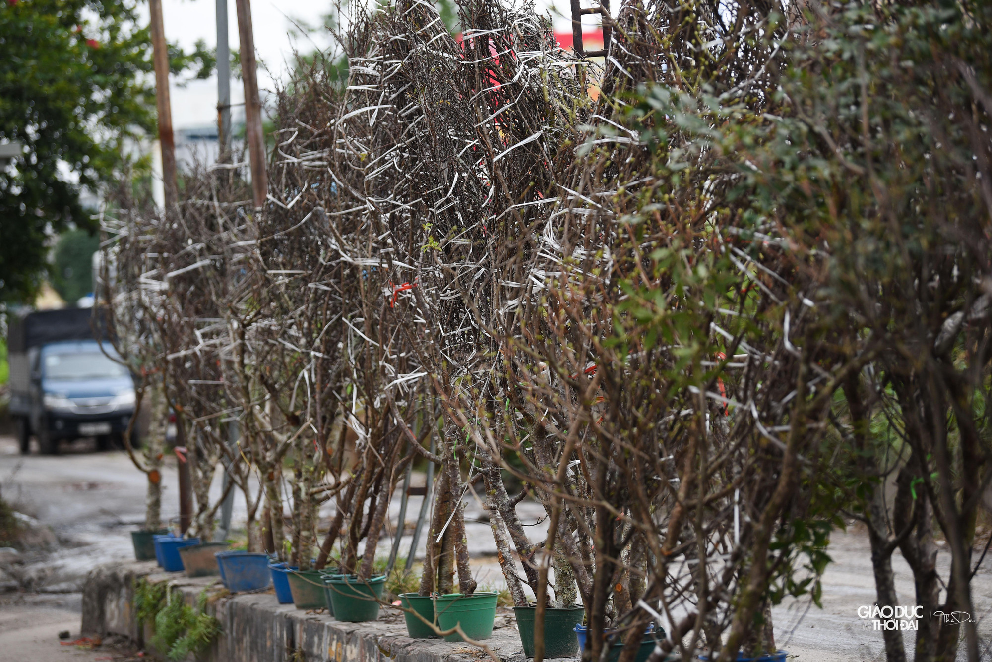 Phần lớn hoa được bày bán tại chợ là hoa lê, hoa mận.