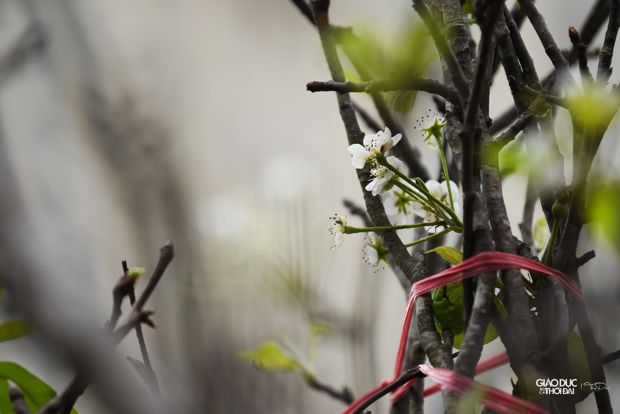 Mặc dù một số khách đã tới mua hoa về chơi sớm, tuy nhiên so với mọi năm, lượng tiêu thụ đang có phần chậm hơn.