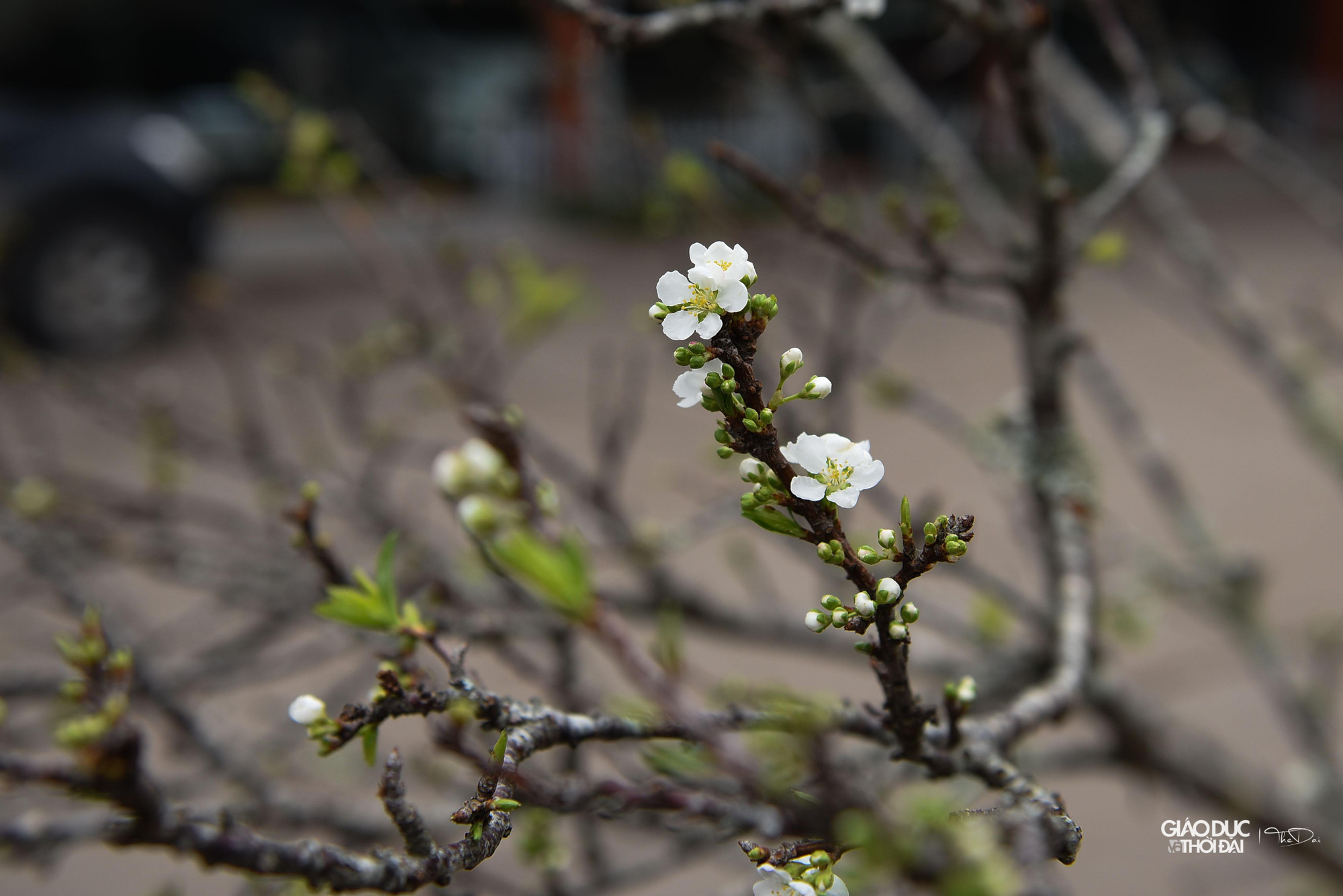 Thời tiết tại Hà Nội những ngày trước nắng nóng, nhiều cành hoa đã bung nở.
