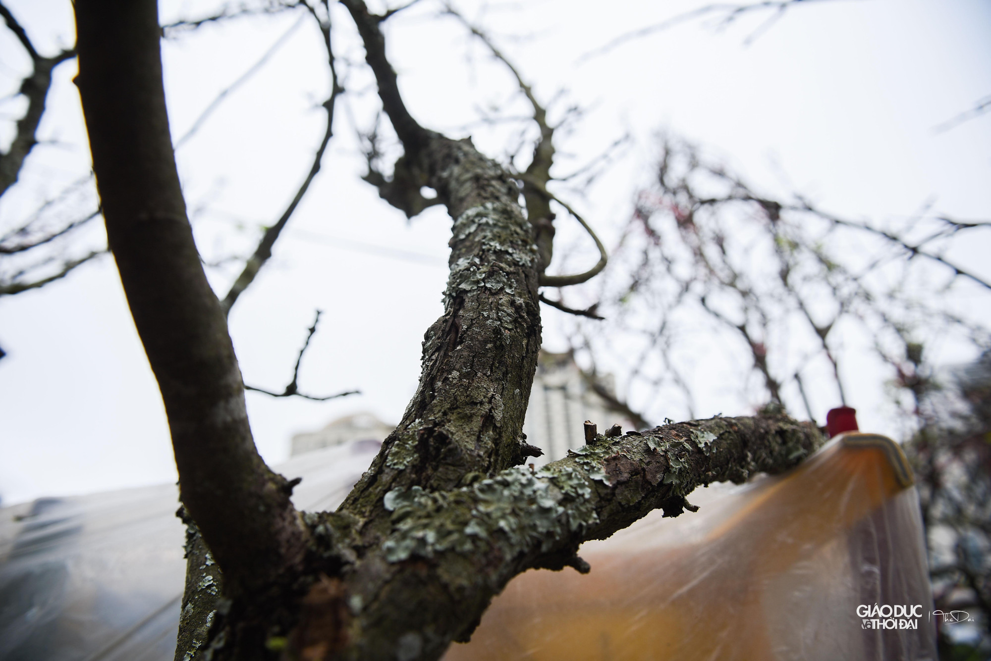 Mặc dù một số khách đã tới mua hoa về chơi sớm, tuy nhiên so với mọi năm, lượng tiêu thụ đang có phần chậm hơn.