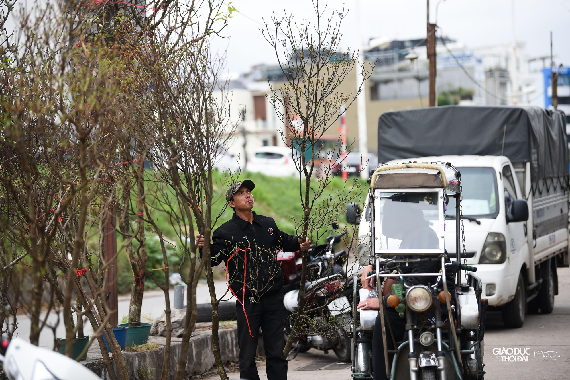 Cành hoa rừng với đủ loại kích thước để phục vụ người &apos; chơi&apos; hoa tại Thủ đô.