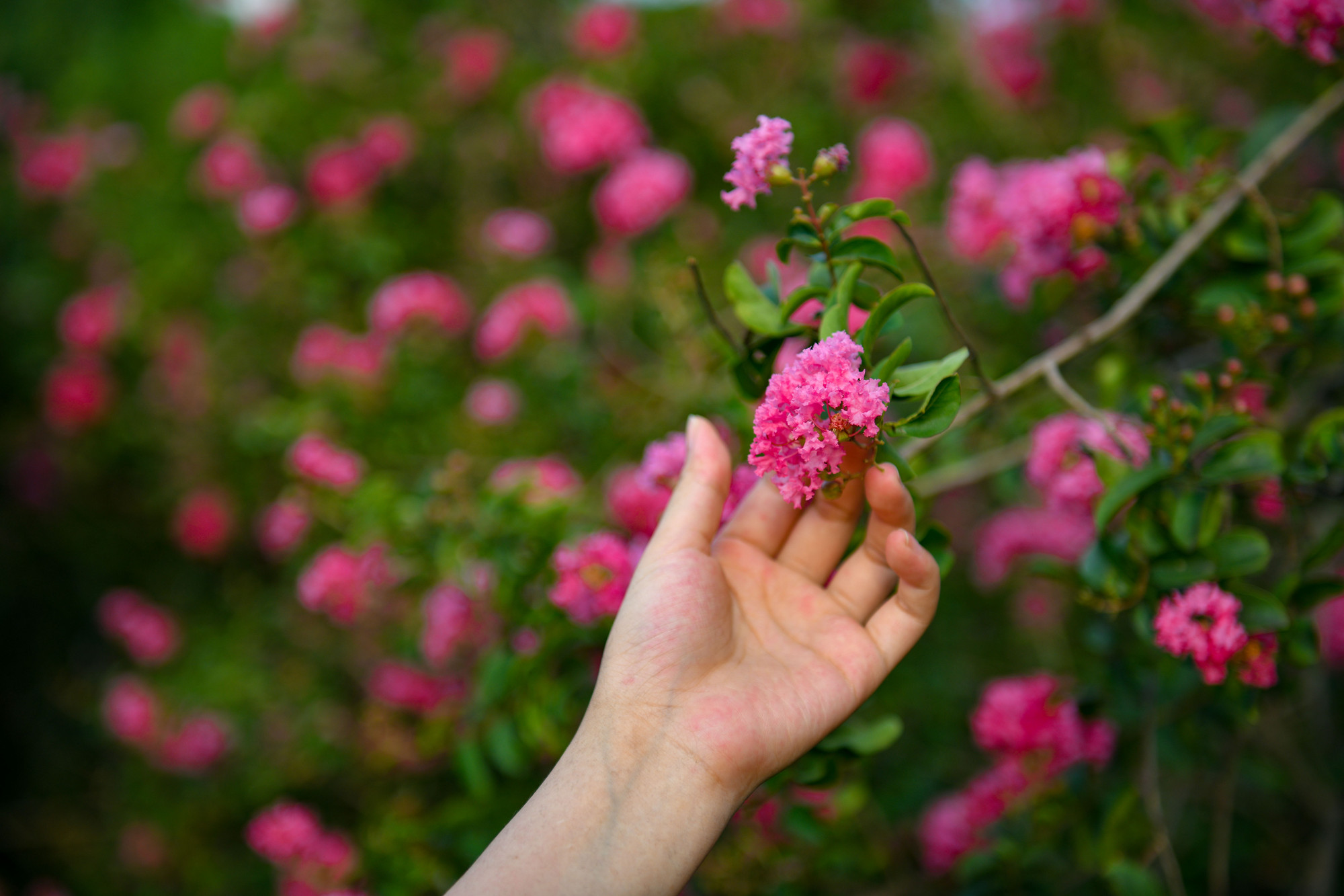 Tường vi còn được gọi bằng một cái tên rất Á đông – Tử Vi. Loài hoa có nguồn gốc từ vùng Đông Á. Tường vi thuộc nhóm cây thân gỗ, phân cành nhiều nhánh.