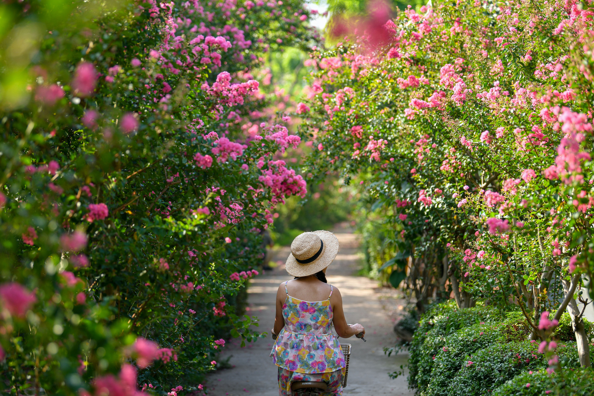 Hai bên đường xanh mát, những bông hoa rơi rụng trải 1 thảm đỏ giữa đường đi tạo cảm giác lãng mạn.