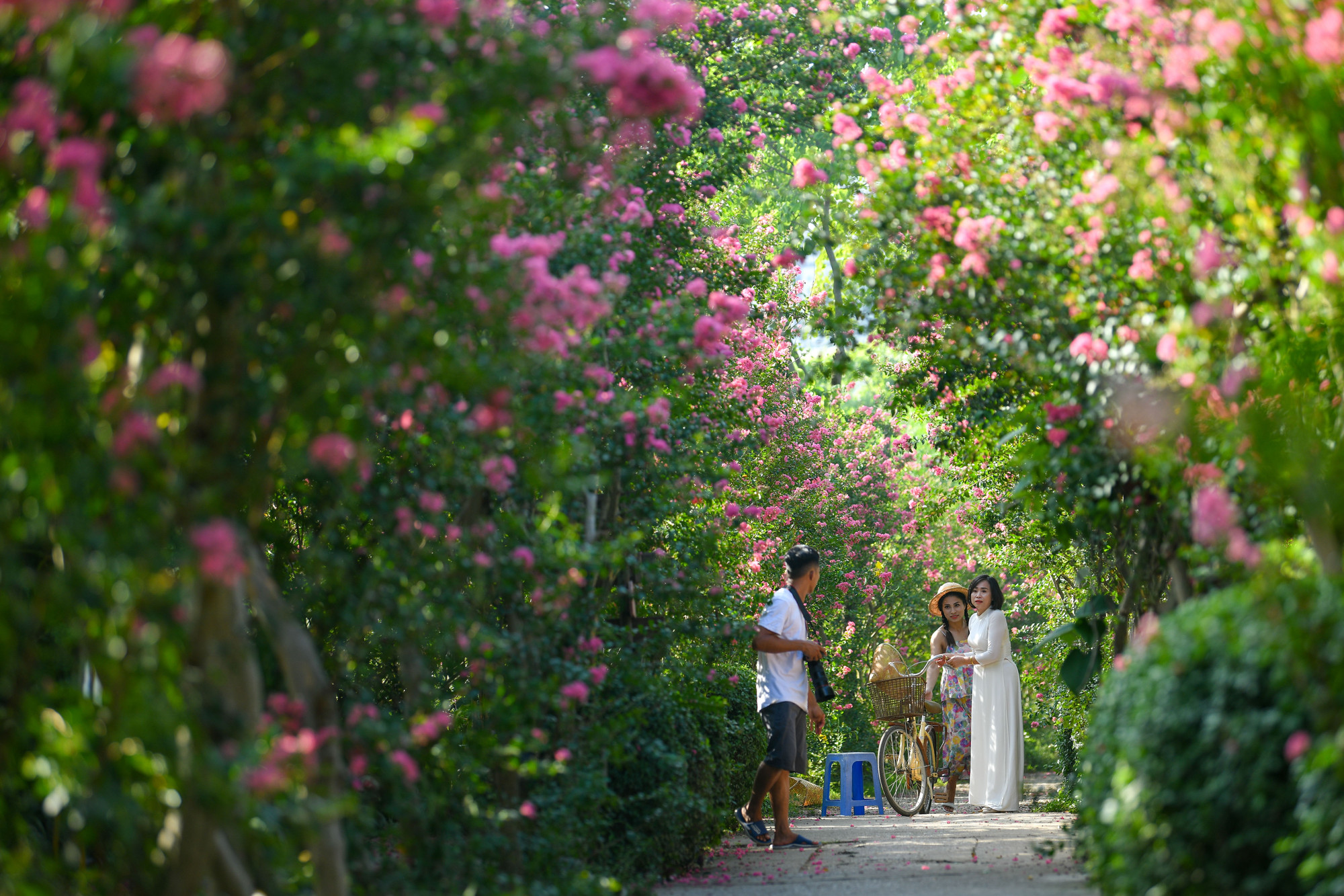 Con đường hoa tường vi dài hơn 200m, được tạo nên bởi 100 gốc tường vi có tuổi đời từ 13 - 15 năm tuổi đang bước vào những ngày nở rộ.