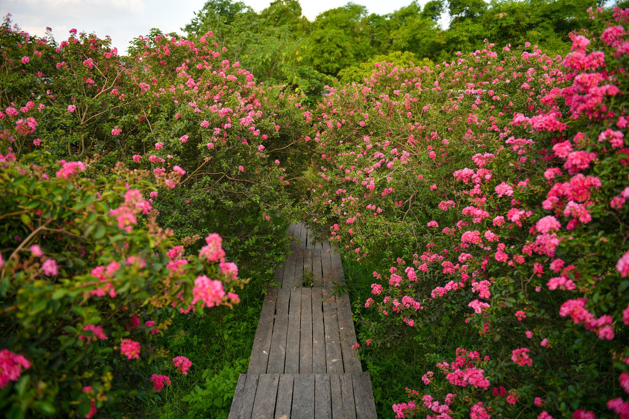 Nằm ngay tại trung tâm Thủ đô, những gốc tường vi nở rực rỡ tại 1 phim trường trong ngõ 300 Nguyễn Xiển đang đúng dịp nở rộ.