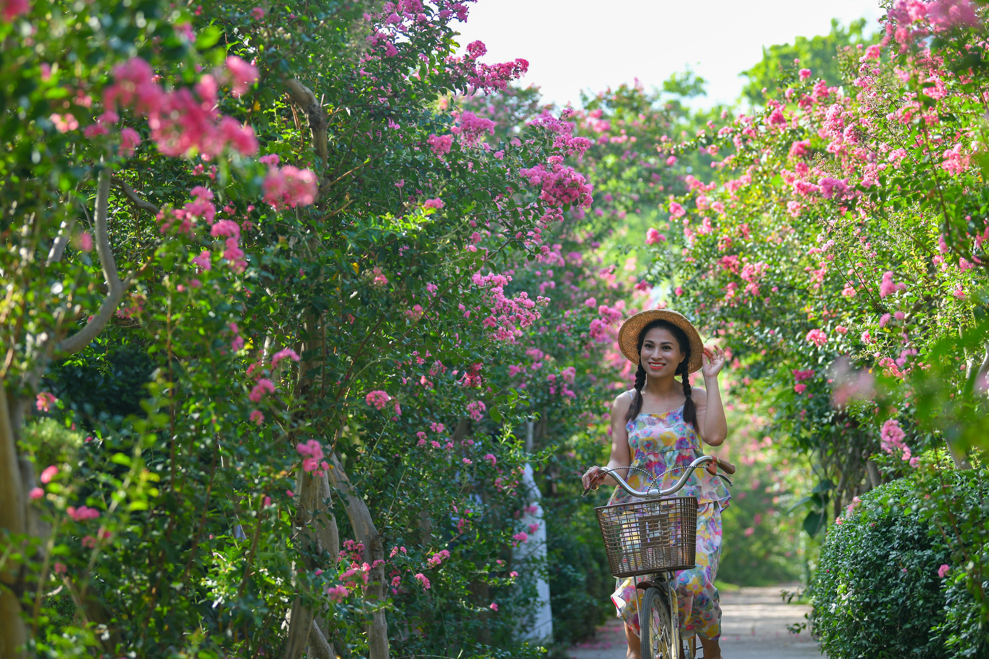 Hiện tại hoa đã nở được khoảng gần 1 tháng và đang là thời điểm hoa nở đẹp nhất. Con đường hoa tường vi sẽ liên tục nở cho đến tháng 9 mới kết thúc.