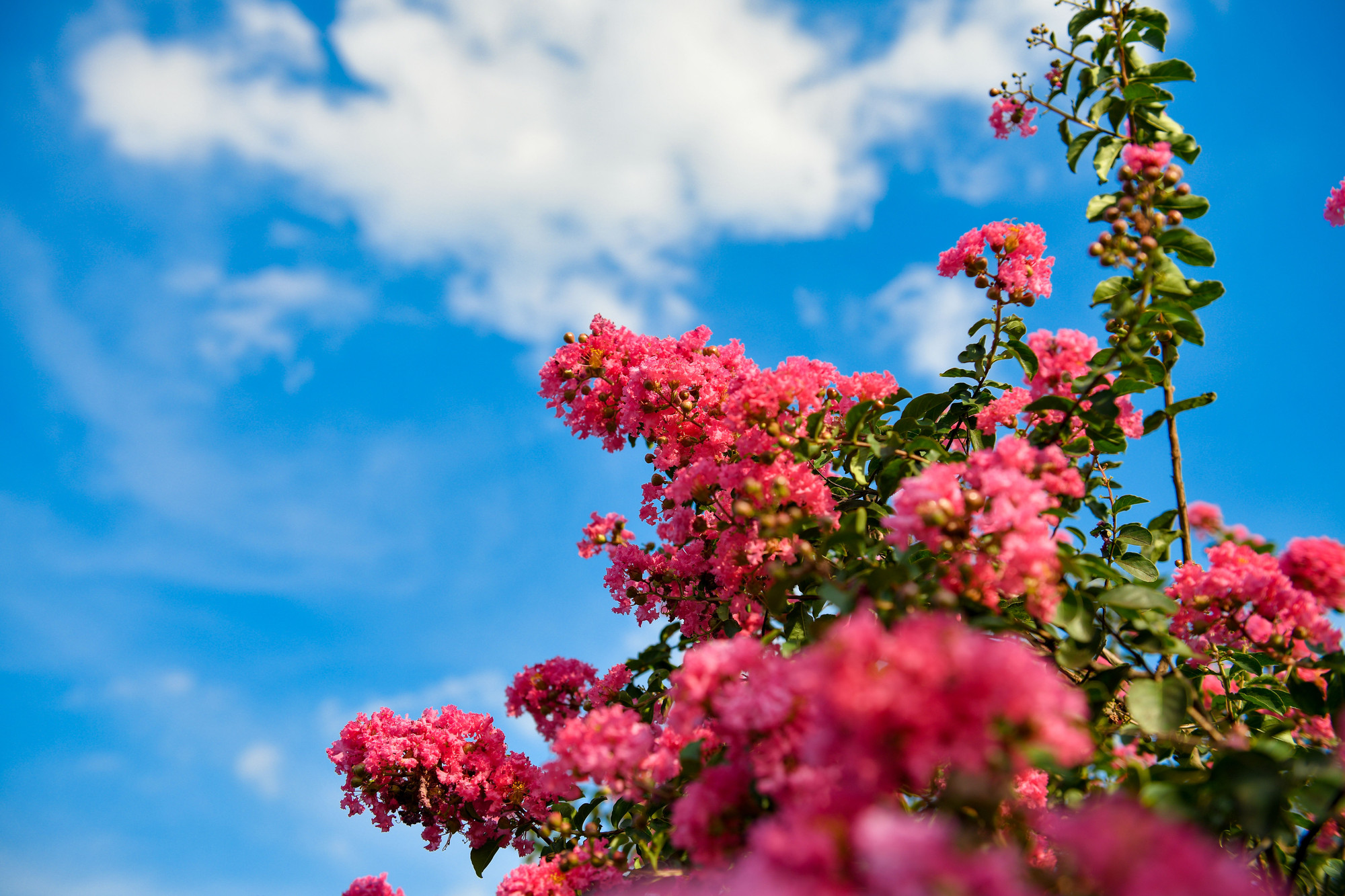 Vào những ngày tháng 7, hoa tường vi nở rộ ở Hà Nội thu hút nhiều bạn trẻ đến chụp ảnh lưu lại những khoảnh khắc bên loài hoa này.