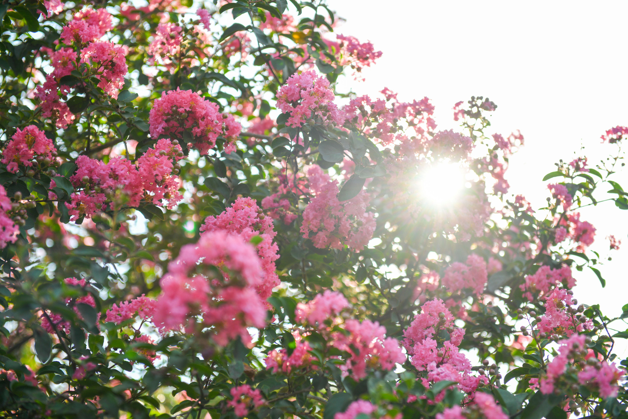 Hoa tường vi thuộc cây thân gỗ, phân cành nhiều nhánh và nở hoa từ đầu hè đến cuối thu.