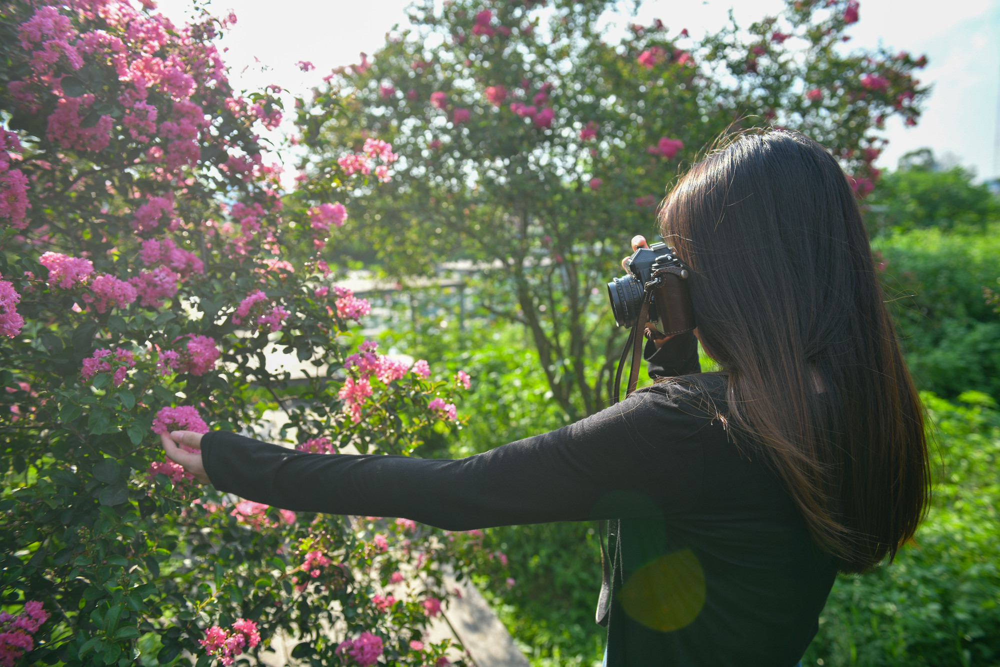 Theo chủ khu vườn cho biết, hoa tường vi ở Hà Nội có thời gian nở kéo dài từ 2 - 3 tháng nếu được trồng thành quần thể. Nếu trồng đơn lẻ, hoa sẽ nở trong khoảng 1,5 tháng.