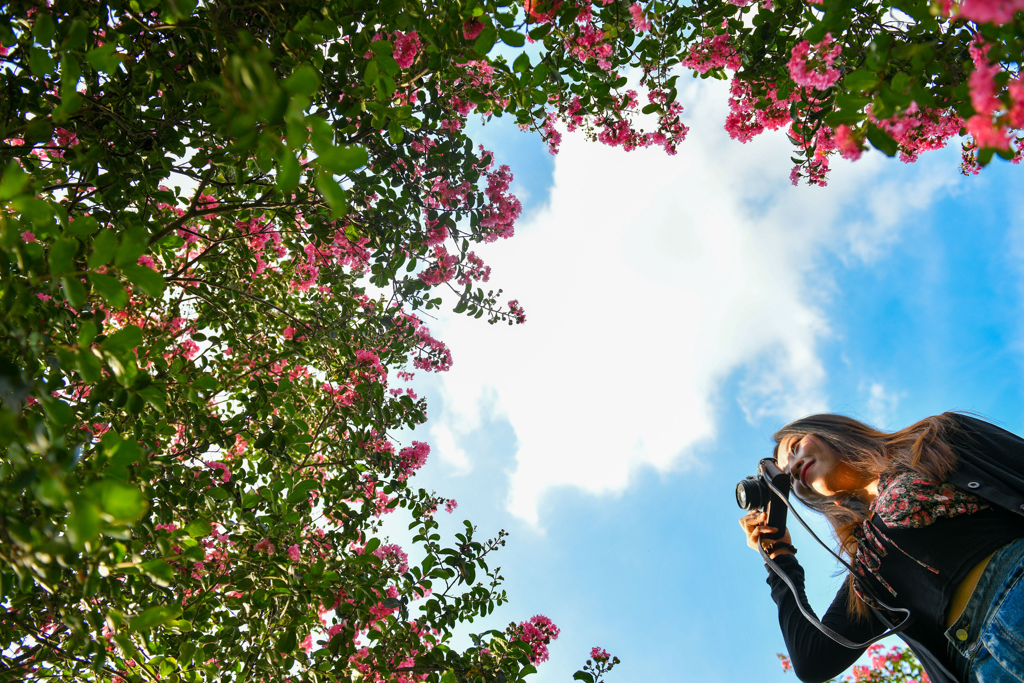 Đến đây các bạn trẻ có rất nhiều góc để chụp hình check-in cùng hoa tường vi.