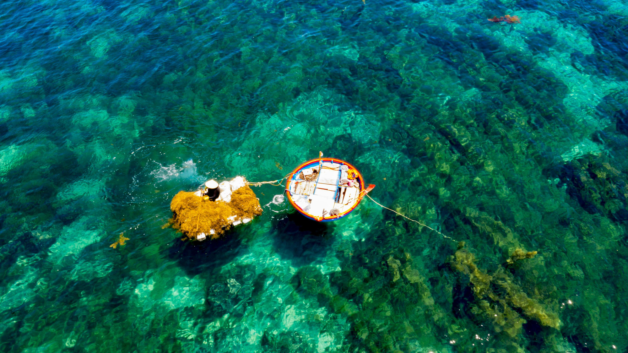 Những cành rong bị đứt trong quá trình khai thác theo sóng biển trôi vào gần bờ được những người phụ nữ không thể đi thúng như bà Hương vớt và đem phơi, mỗi ngày trung bình vớt được từ 20 - 40kg rong mơ.