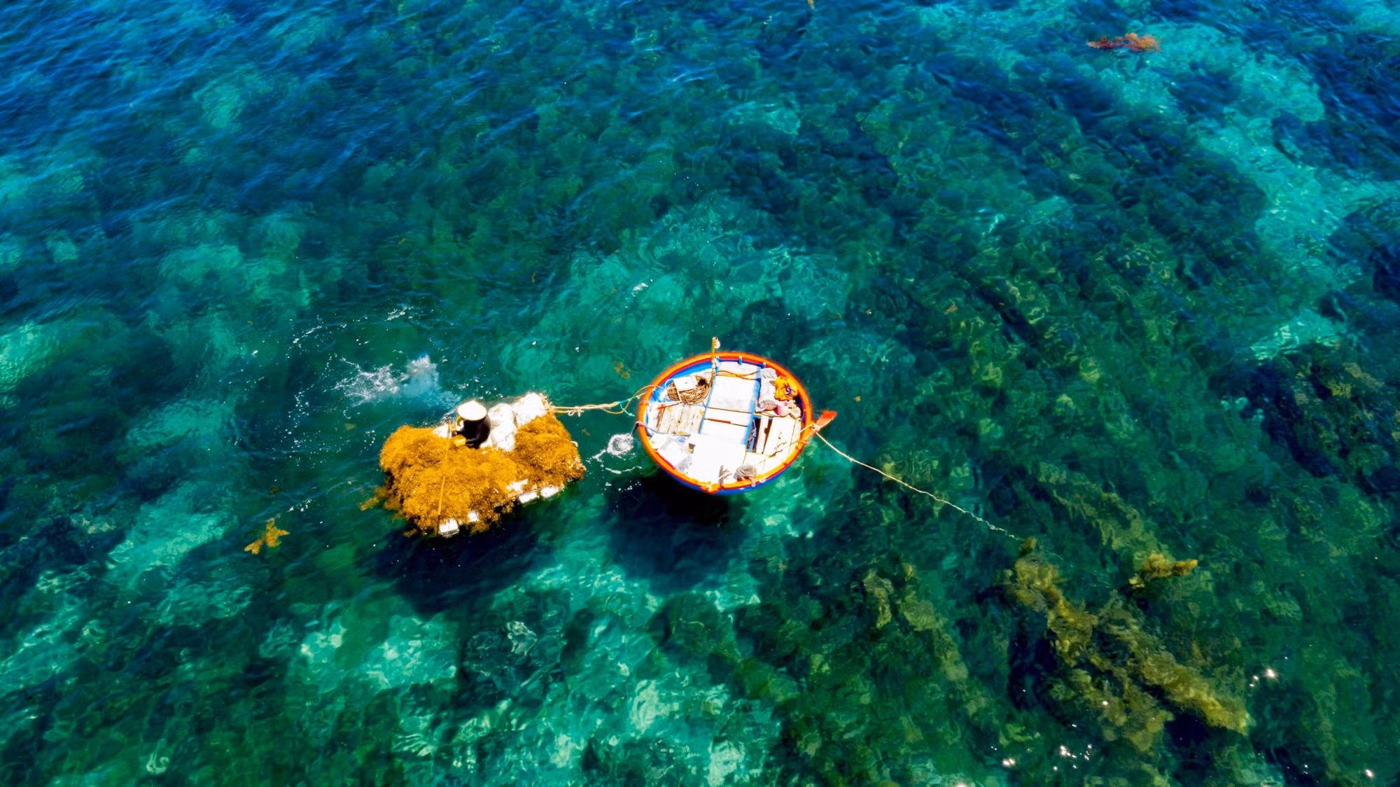 Những cành rong bị đứt trong quá trình khai thác theo sóng biển trôi vào gần bờ được những người phụ nữ không thể đi thúng như bà Hương vớt và đem phơi, mỗi ngày trung bình vớt được từ 20 - 40kg rong mơ.