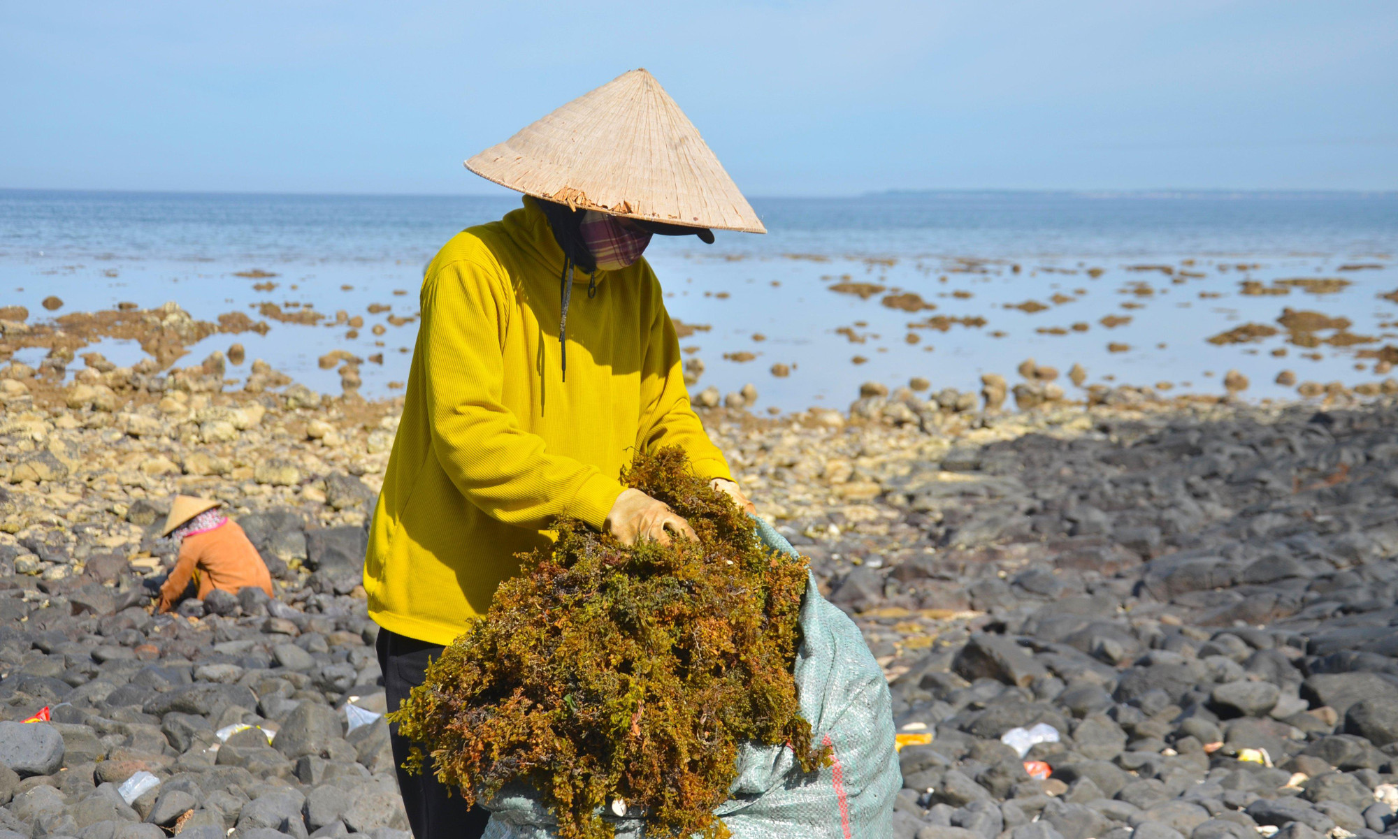 Thời điểm này đang bước vào thời gian cuối vụ thu hoạch rong mơ nên giá có nhích hơn so với những ngày giữa tháng 6.