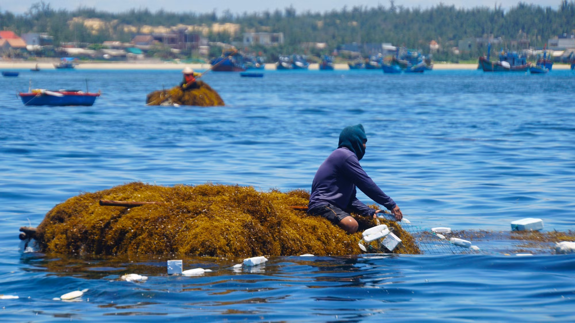 Bà Lê Thị Hương, 66 tuổi ngụ xã Bình Hải, huyện Bình Sơn chia sẻ, dù không đi thúng ra xa để khai thác rong mơ nhưng gần một tháng qua mỗi ngày bà đều thu nhập vài trăm nghìn đồng nhờ vào vớt rong mơ gần bờ.