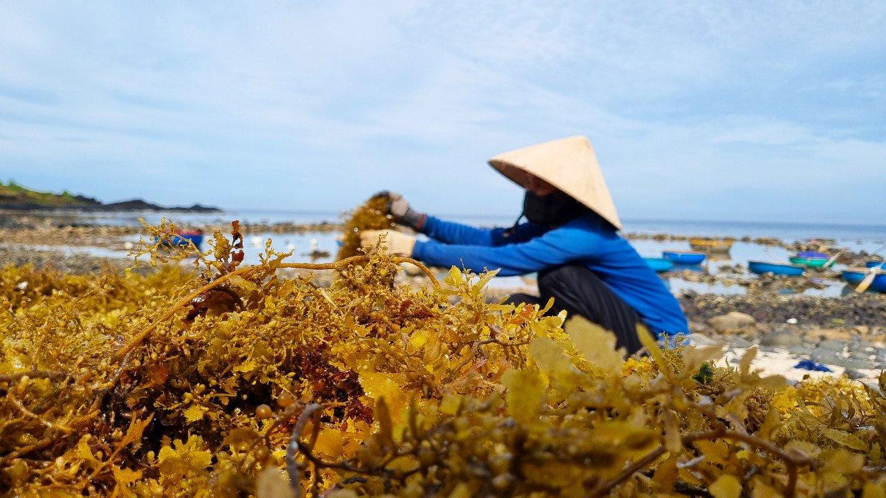 Từ sáng sớm, các ngư dân đã bắt đầu dùng thúng chèo ra biển cách bờ từ 300 – 800 mét để khai thác rong mơ. Để cắt rong mơ, ngư dân sẽ dùng bình nén khí oxy lặn xuống biển để cắt rong. Người còn lại trên thúng sẽ dùng sào bằng tre có móc sắt để gom rong thành đống nổi trên mặc biển.