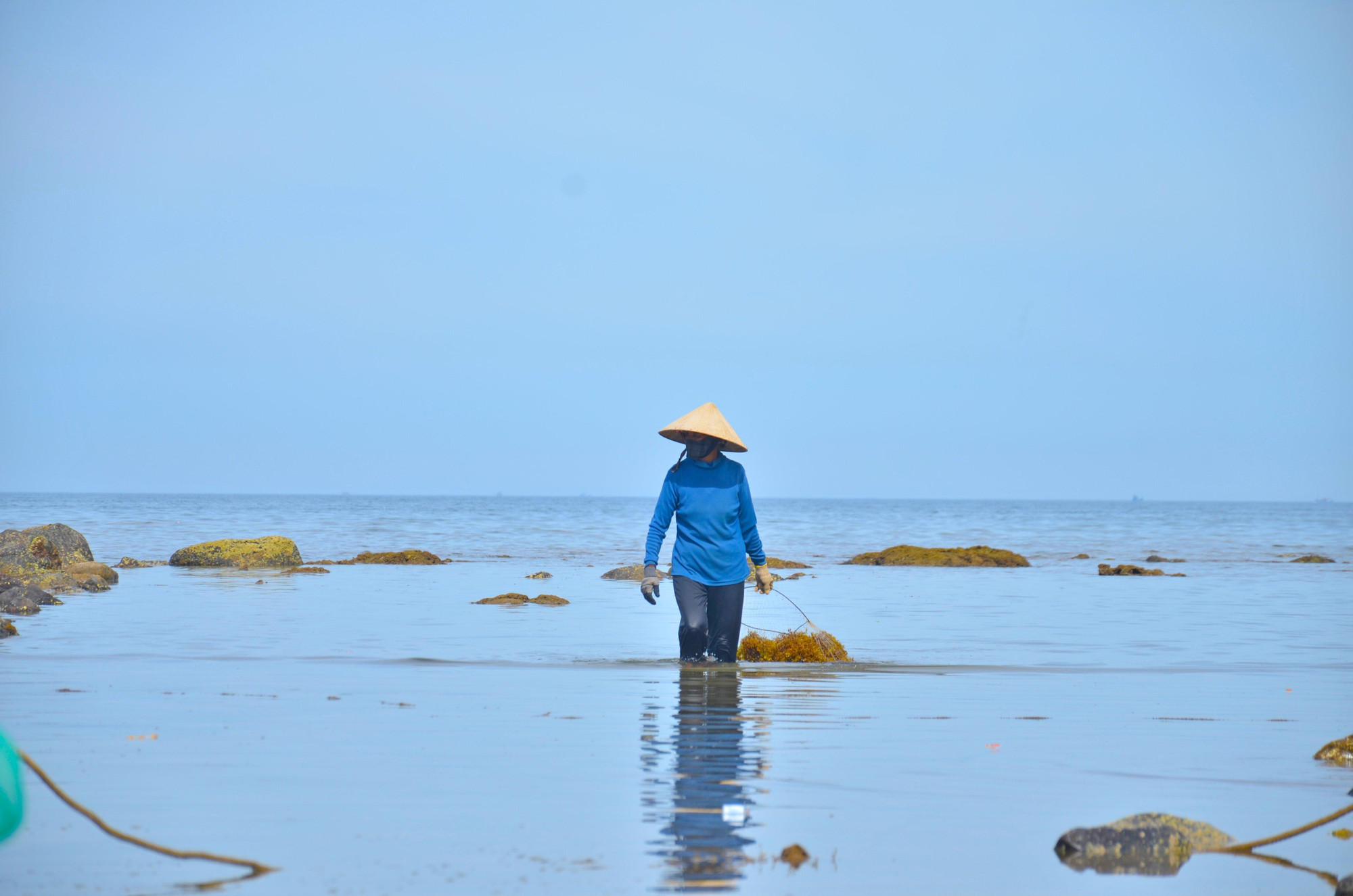 Giá rong mơ sau khi phơi khô đang được thương lái thu mua với giá dao động từ 8.000 – 10.000 đồng.