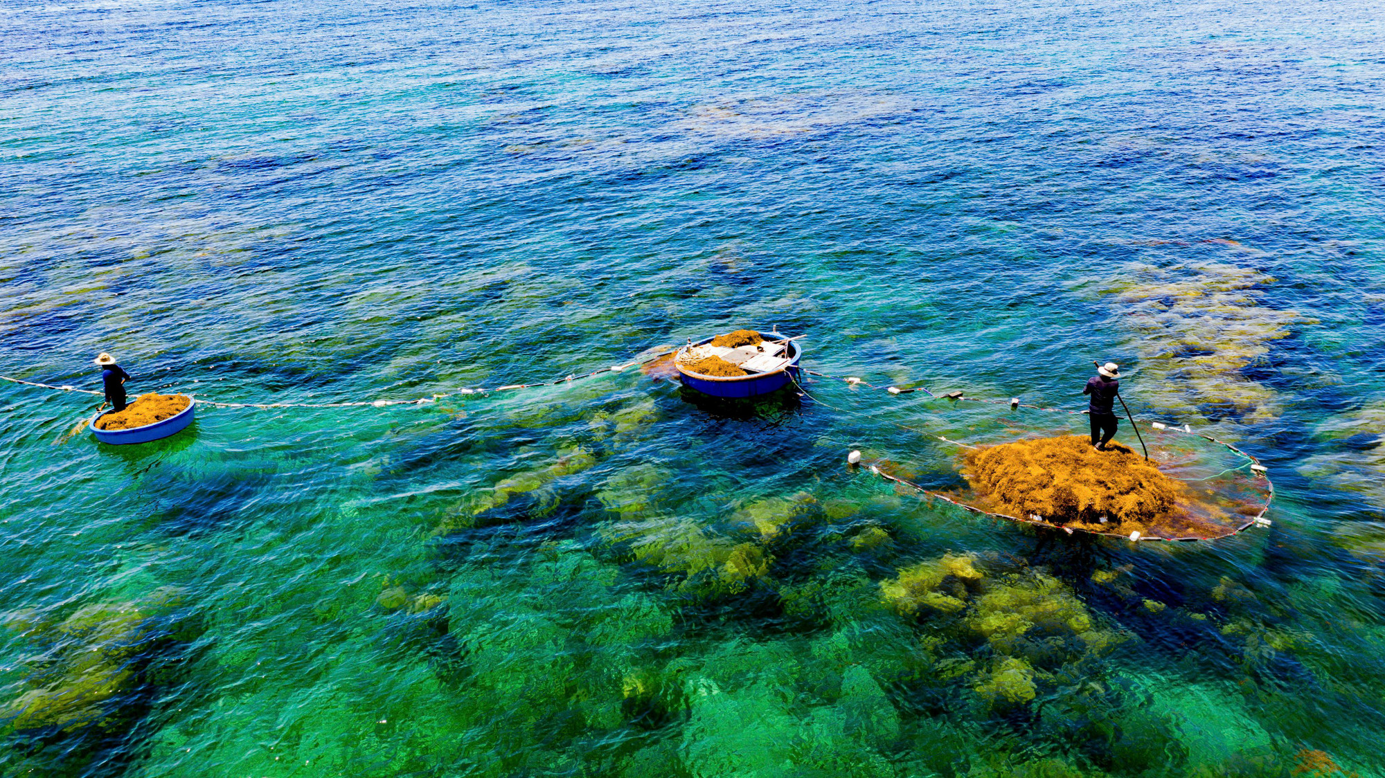 Ngư dân ở thôn Châu Thuận Biển, xã Bình Châu, huyện Bình Sơn dùng lưới vây quanh những lùm rong mơ, nhằm để tránh rong bị trôi ra xa trong quá trình thu hoạch.