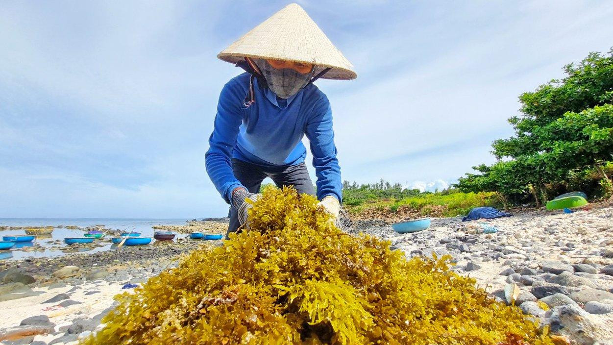 Tháng 6 - 7 hằng năm là mùa cao điểm thu hoạch rong mơ của ngư dân Quảng Ngãi.
