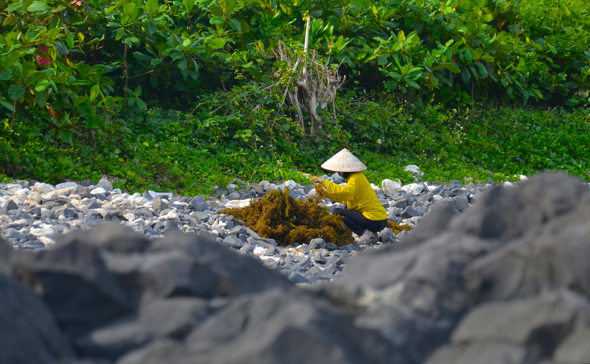 Bà Lê Thị Đào, 55 tuổi ở xã Bình Hải, huyện Bình Sơn cho hay, ý thức của người dân trong việc khai thác rong mơ đúng mùa, đúng thời điểm là kết quả để duy trì nguồn lợi này hằng năm.
