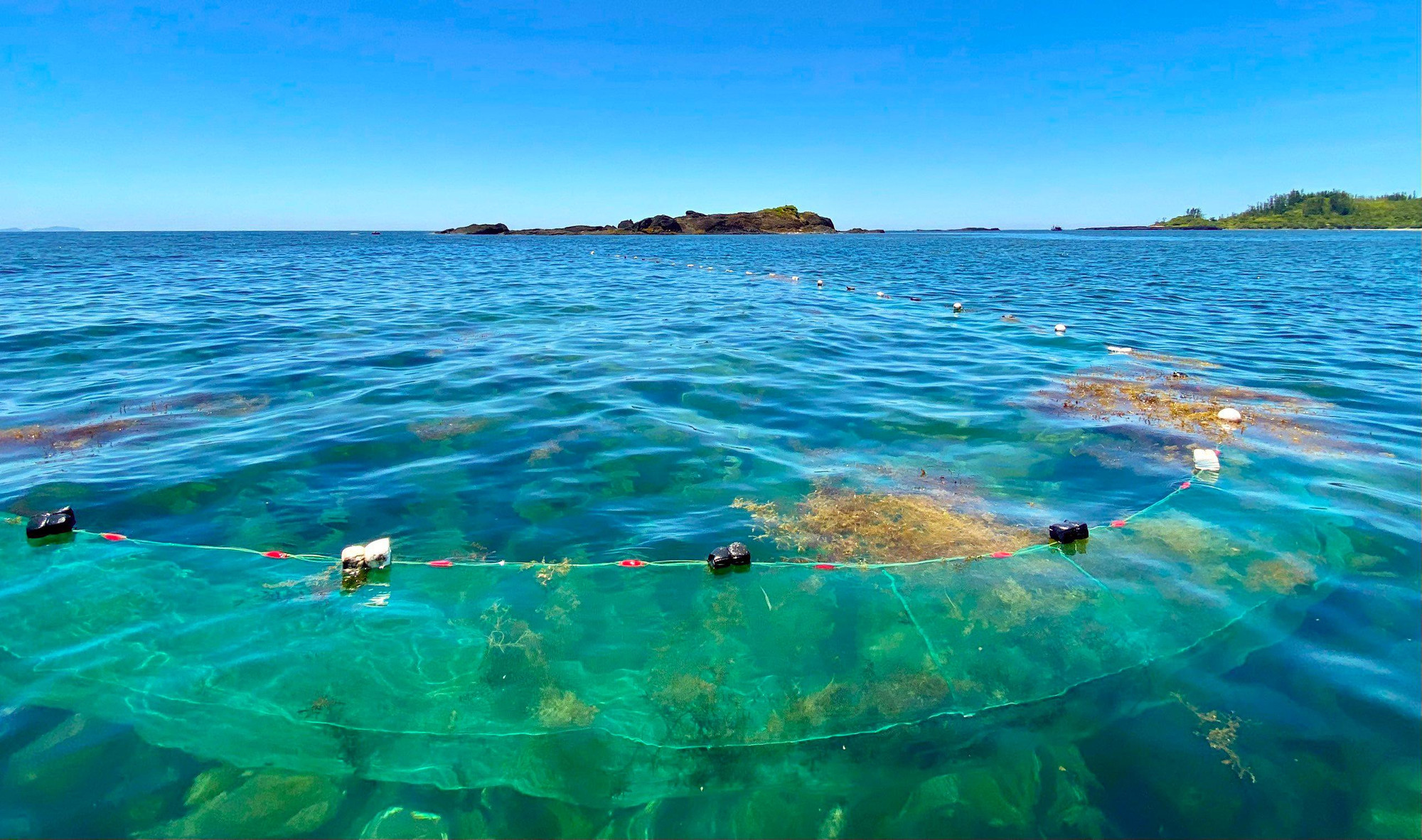 Rong biển tươi được kéo vào bờ và phơi khô. Trung bình mỗi ngày với mỗi chiếc thúng ngư dân khai thác được từ 100 - 150 kg rong khô, bán lại cho thương lái với giá khoảng 8.000 đồng/kg.