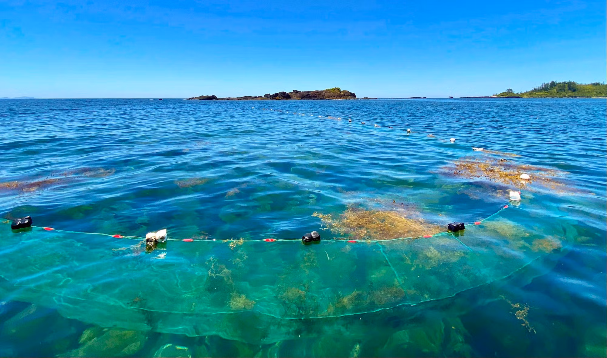 Rong biển tươi được kéo vào bờ và phơi khô. Trung bình mỗi ngày với mỗi chiếc thúng ngư dân khai thác được từ 100 - 150 kg rong khô, bán lại cho thương lái với giá khoảng 8.000 đồng/kg.