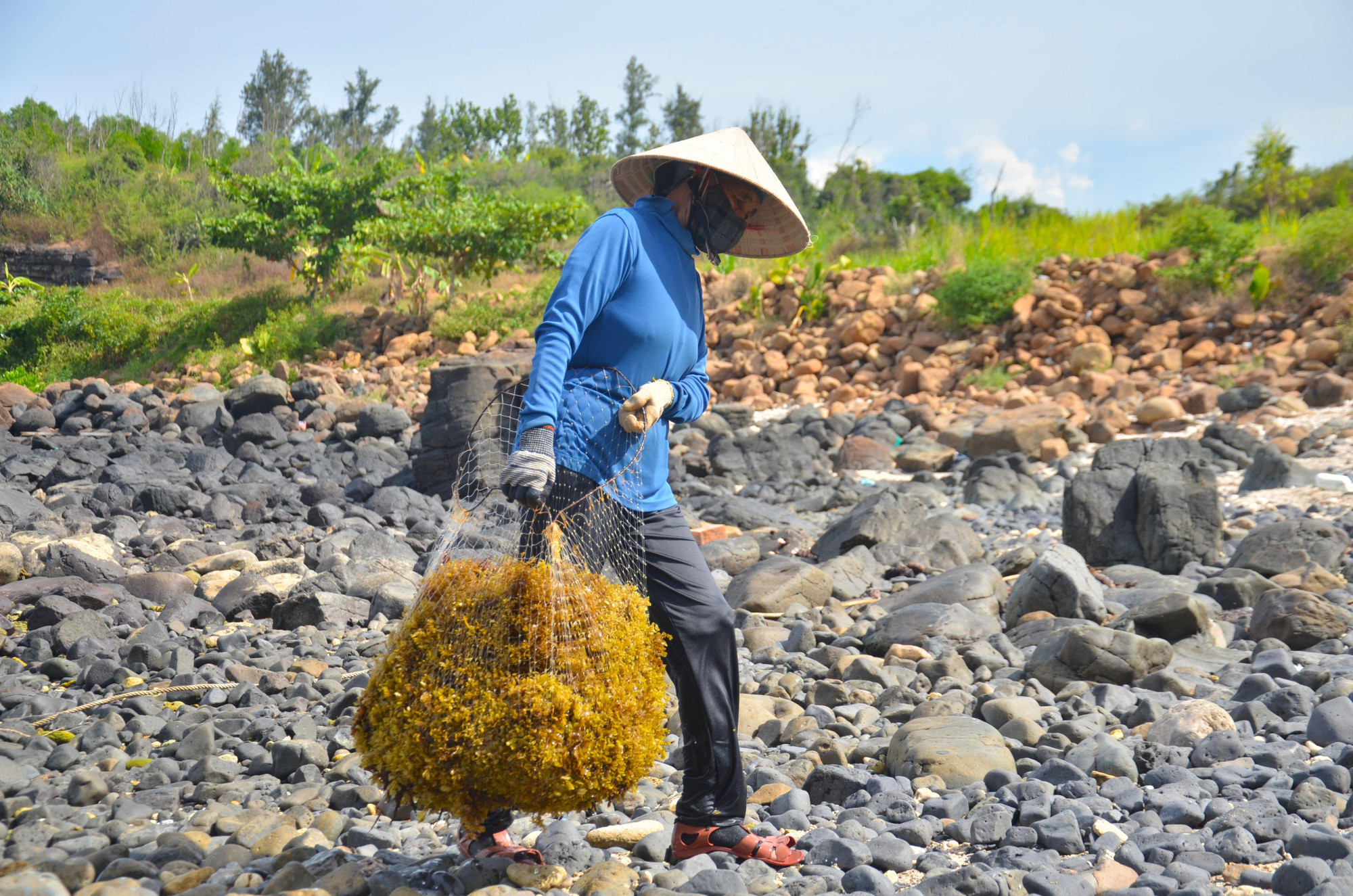 Ngư dân tận dụng những bãi đá ven biển để phơi rong mơ. Gành Yến ở xã Bình Hải, huyện Bình Sơn là nơi có bãi đá trải dài thuận tiện cho việc phơi rong.