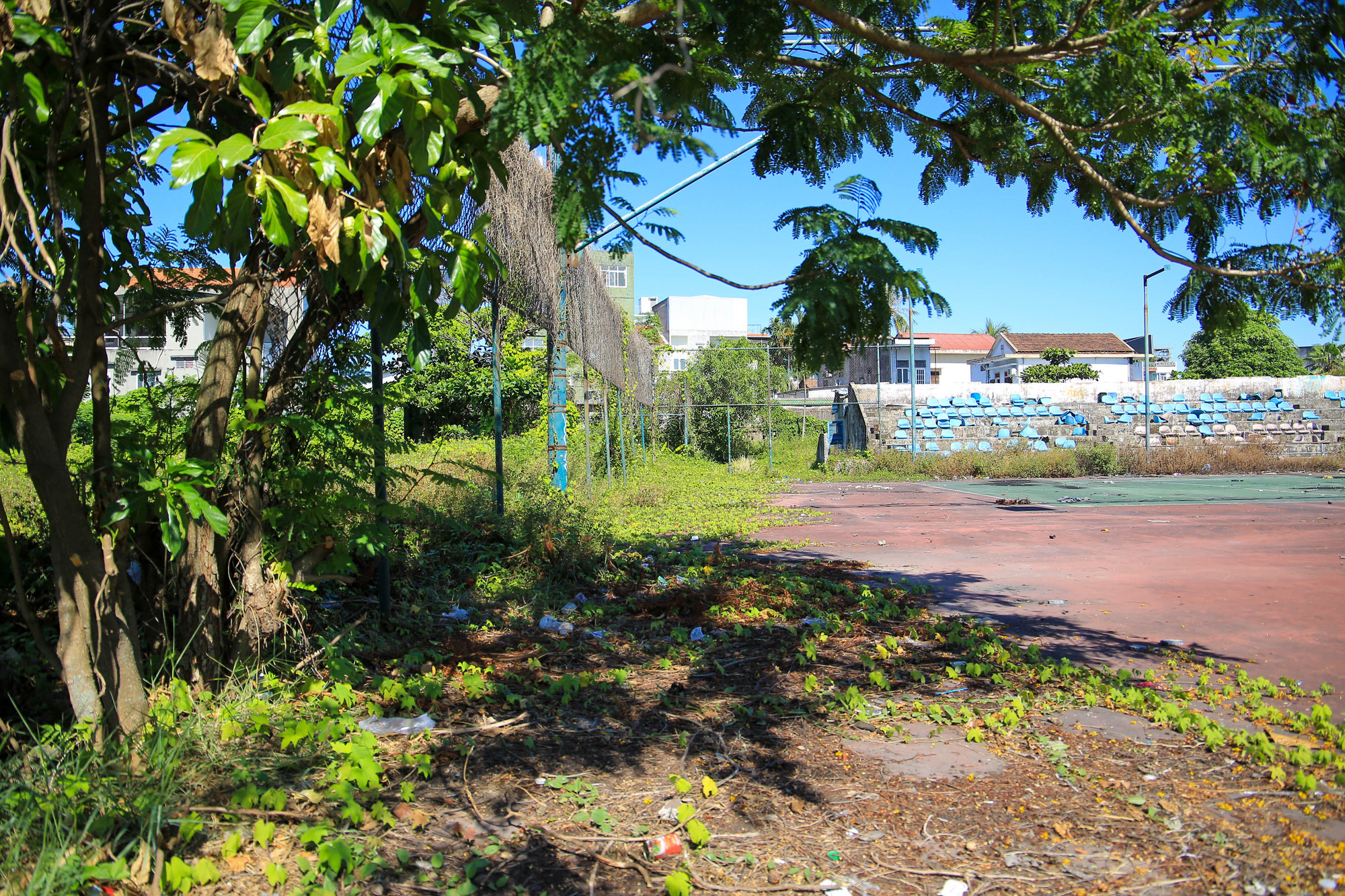 Cỏ dại mục um tùm.