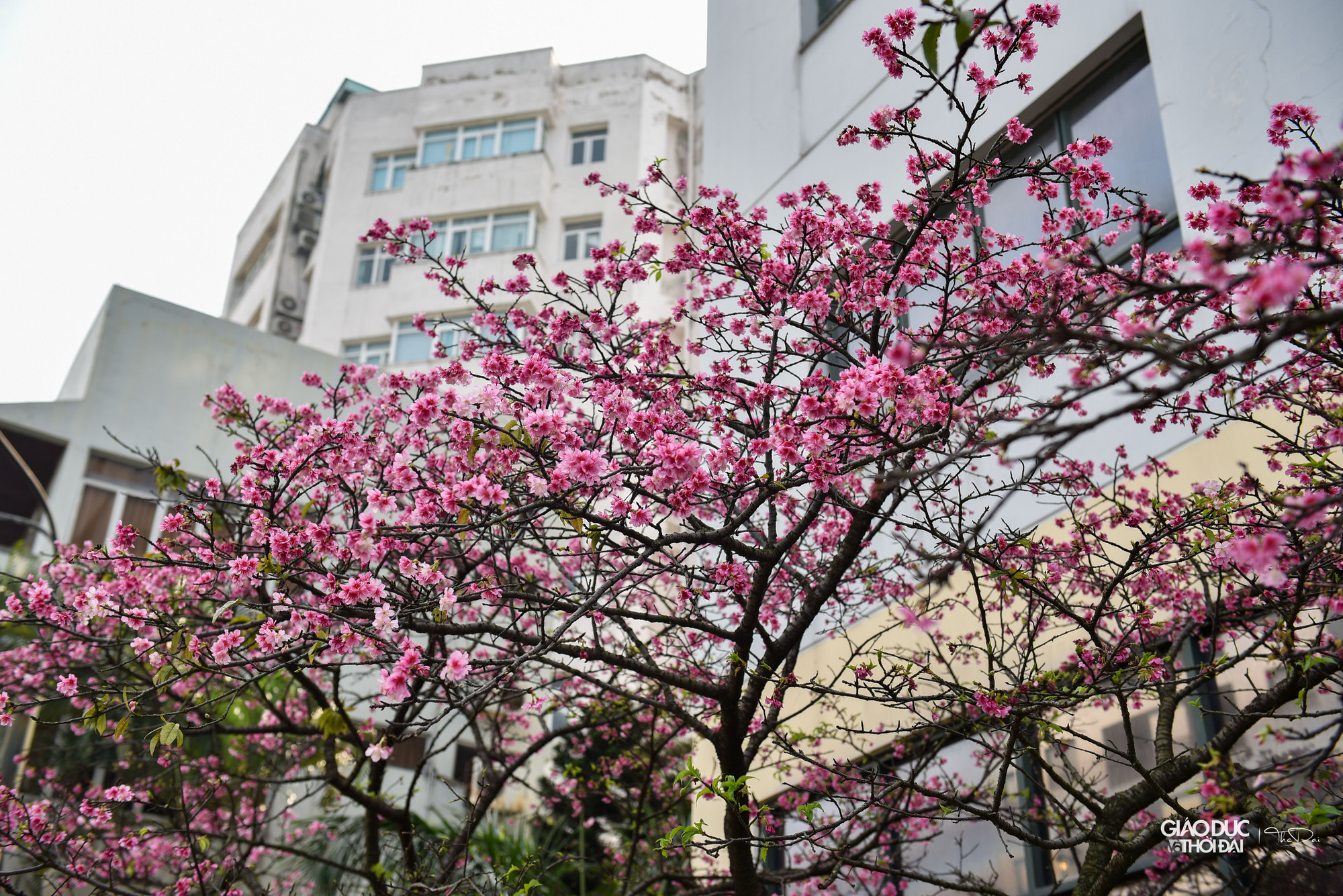 Dường như cây đã ép hết nhựa sống của mình để nuôi dưỡng cho hàng trăm ngàn bông hoa vươn mình khoe sắc trên những cành khẳng khiu, thi thoảng điểm vài mầm lá xanh mướt. Dường như cây đã ép hết nhựa sống của mình để nuôi dưỡng cho hàng trăm ngàn bông hoa vươn mình khoe sắc trên những cành khẳng khiu, thi thoảng điểm vài mầm lá xanh mướt.