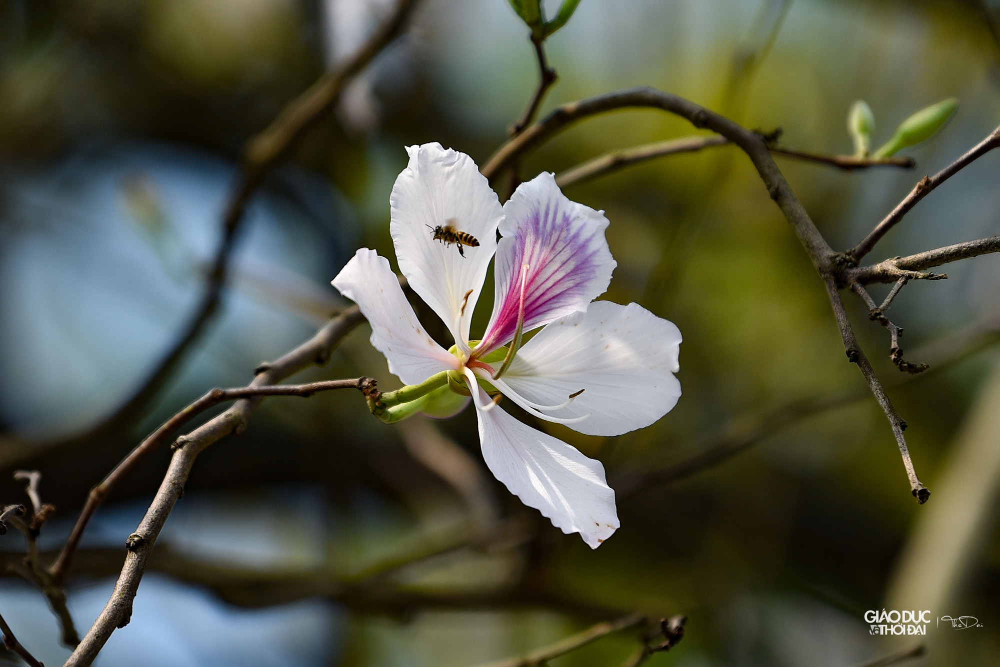 Hoa ban cùng họ với hoa bướm, mỗi hoa có 4 đến 5 cánh, nhị màu hồng, gân màu tím. Hoa ban cùng họ với hoa bướm, mỗi hoa có 4 đến 5 cánh, nhị màu hồng, gân màu tím.